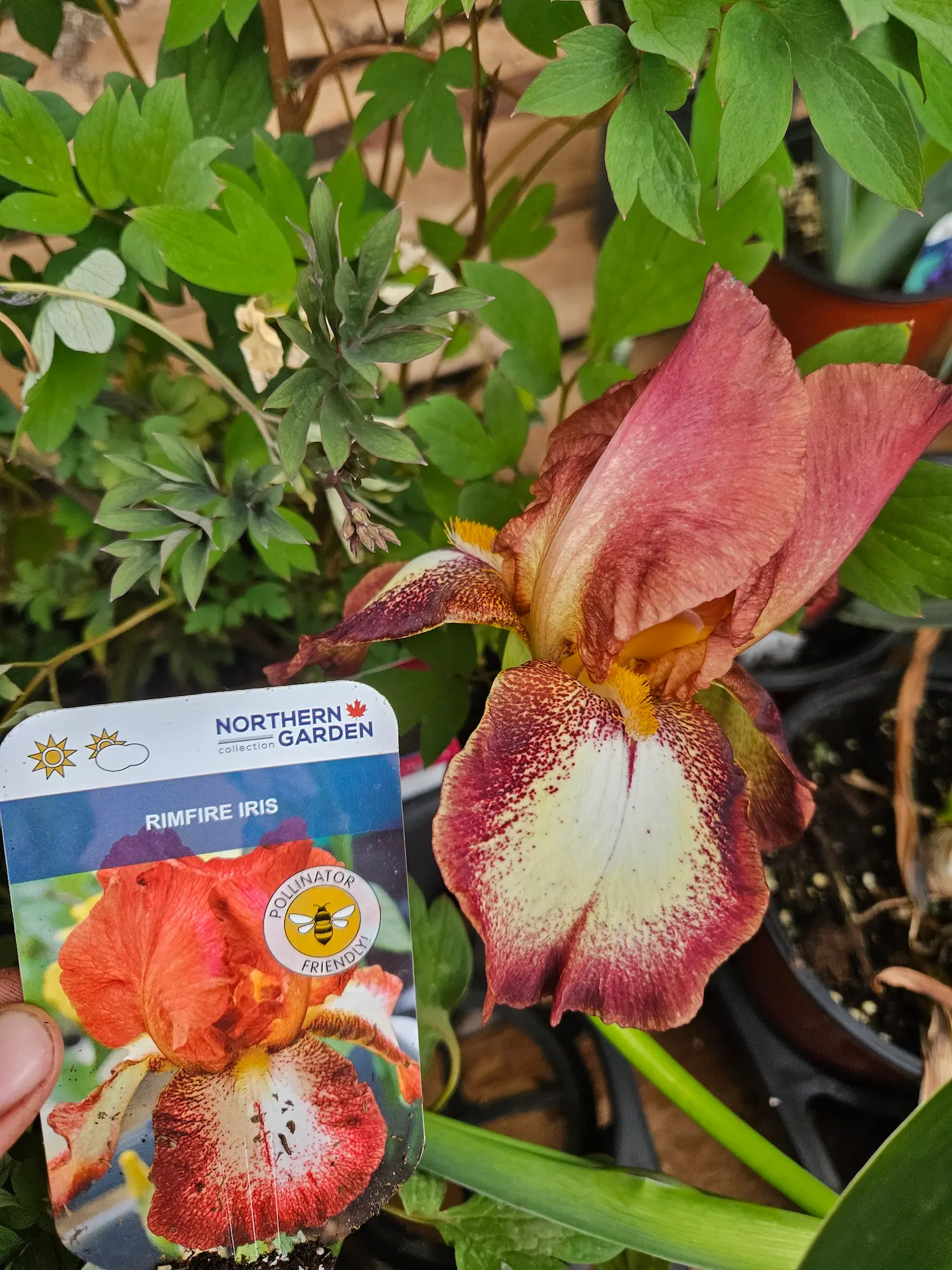 Featured image for “Rimfire Bearded Iris”