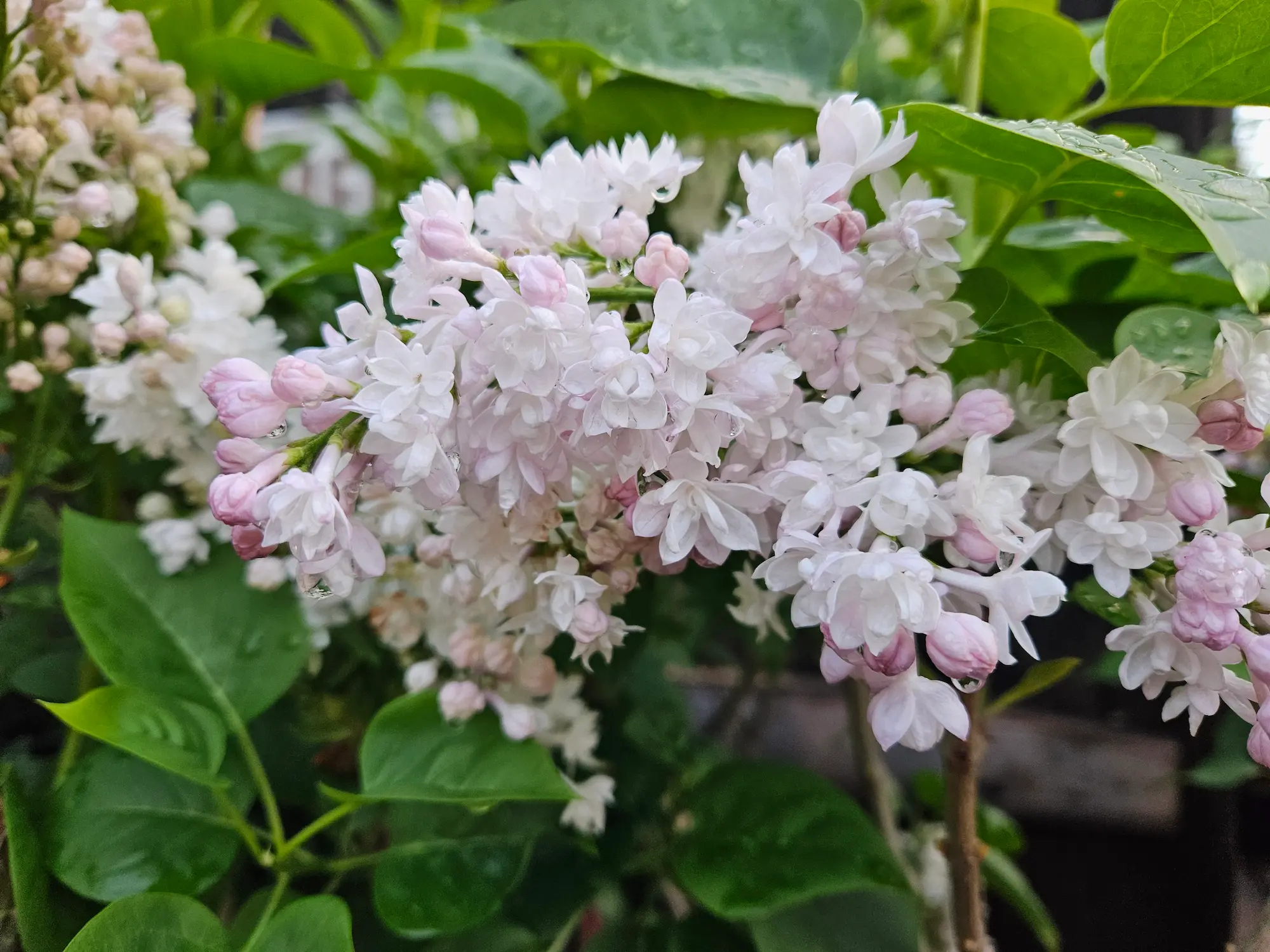 Beauty of Moscow French Lilac