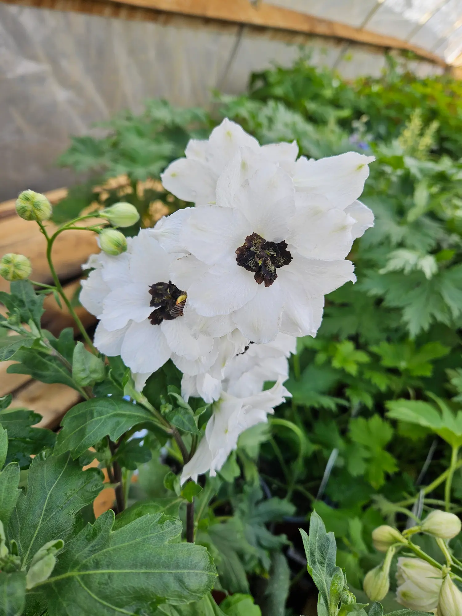 Delphinium Black Eyed Angels