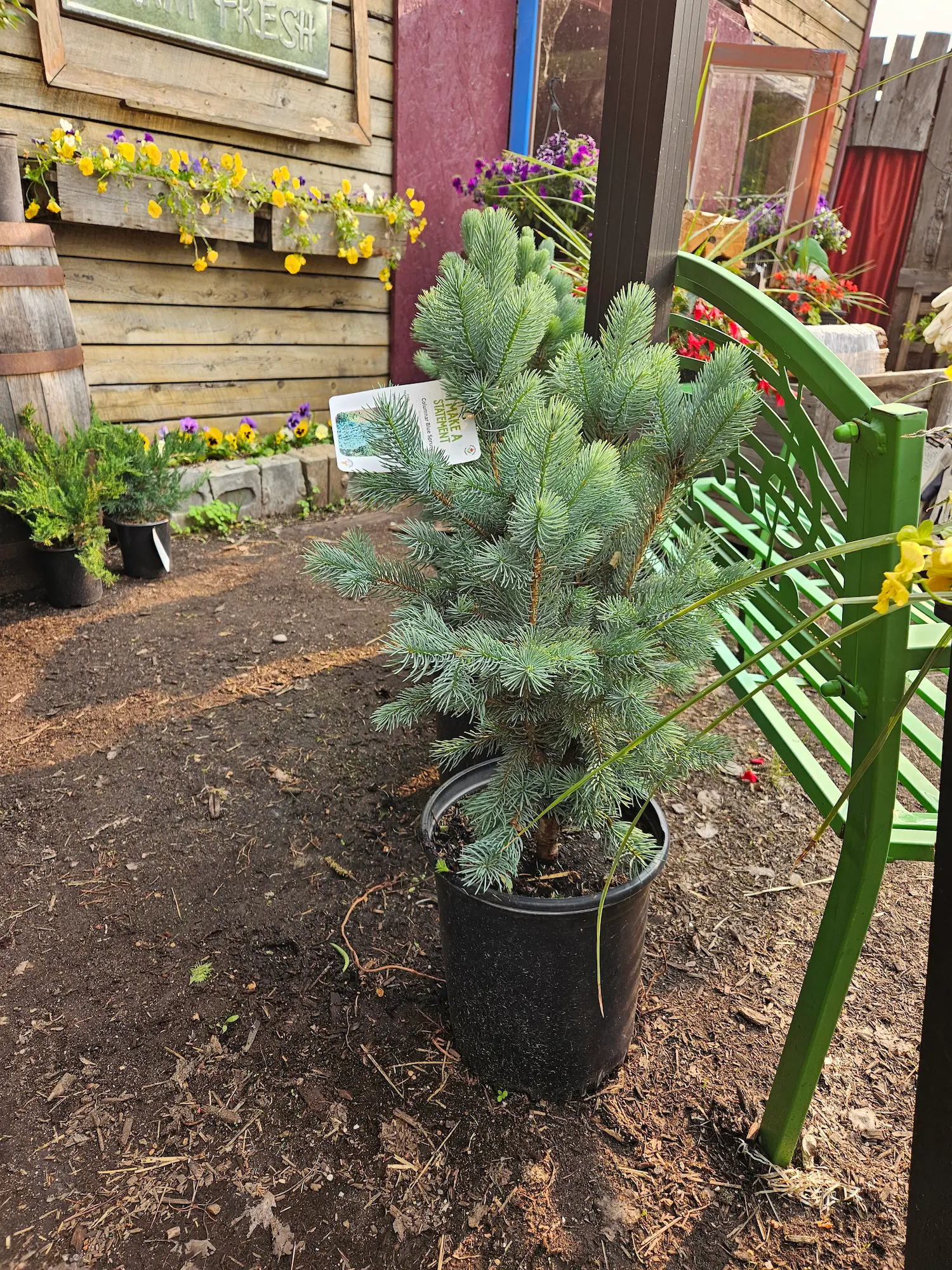 Featured image for “Columnar Blue Spruce”