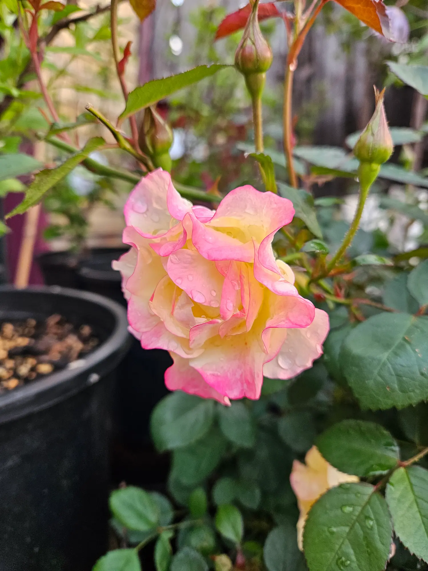 Featured image for “Gumball Goody™ Rose”