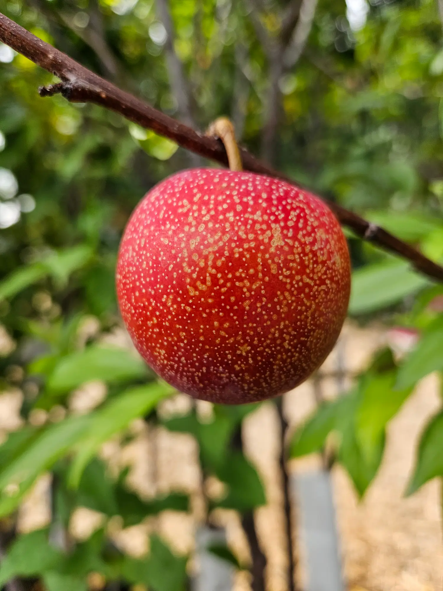 Featured image for “Plum Jealous Orchard Package”