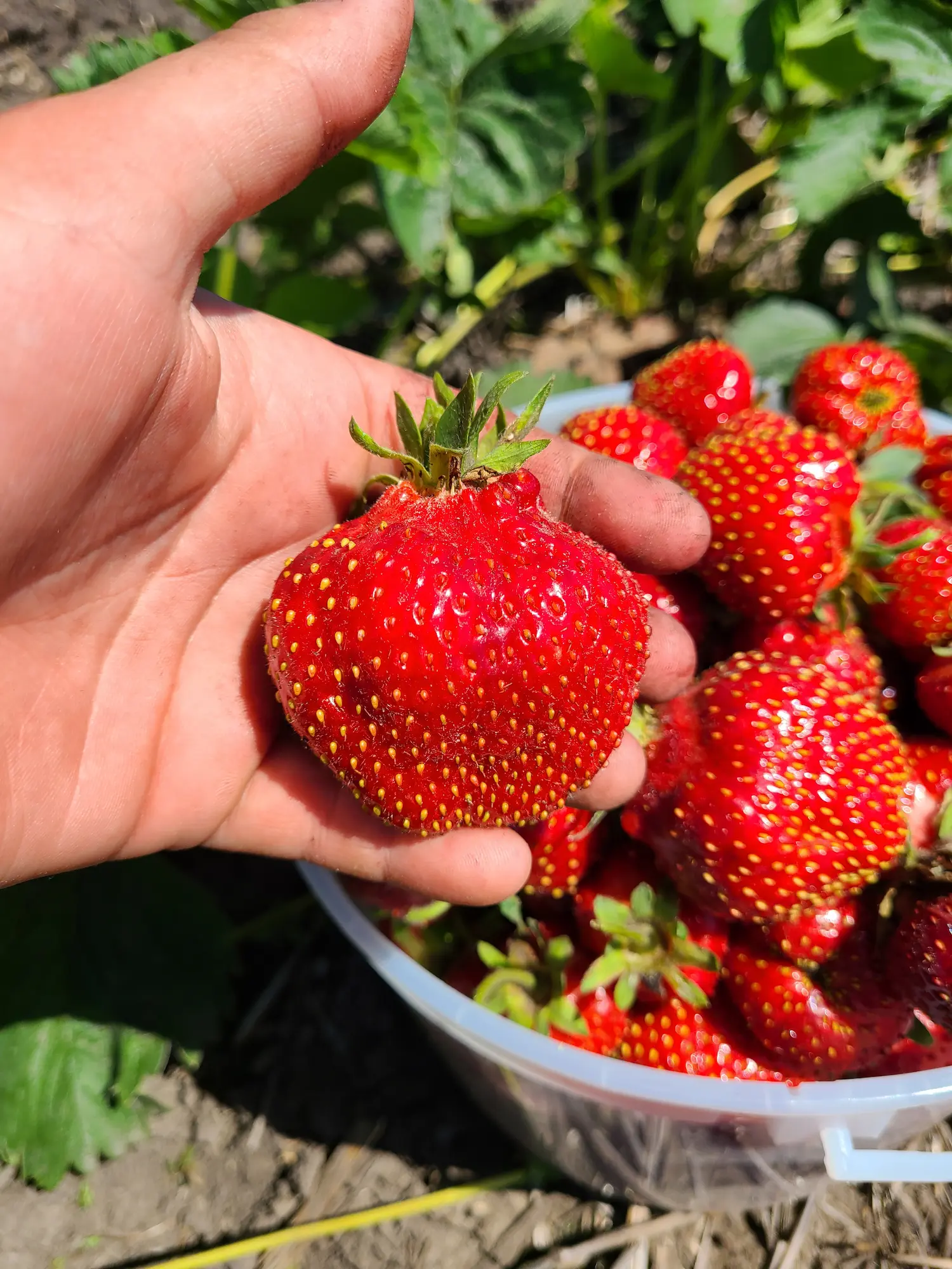 Bushels of Berries Orchard Package - Image 6