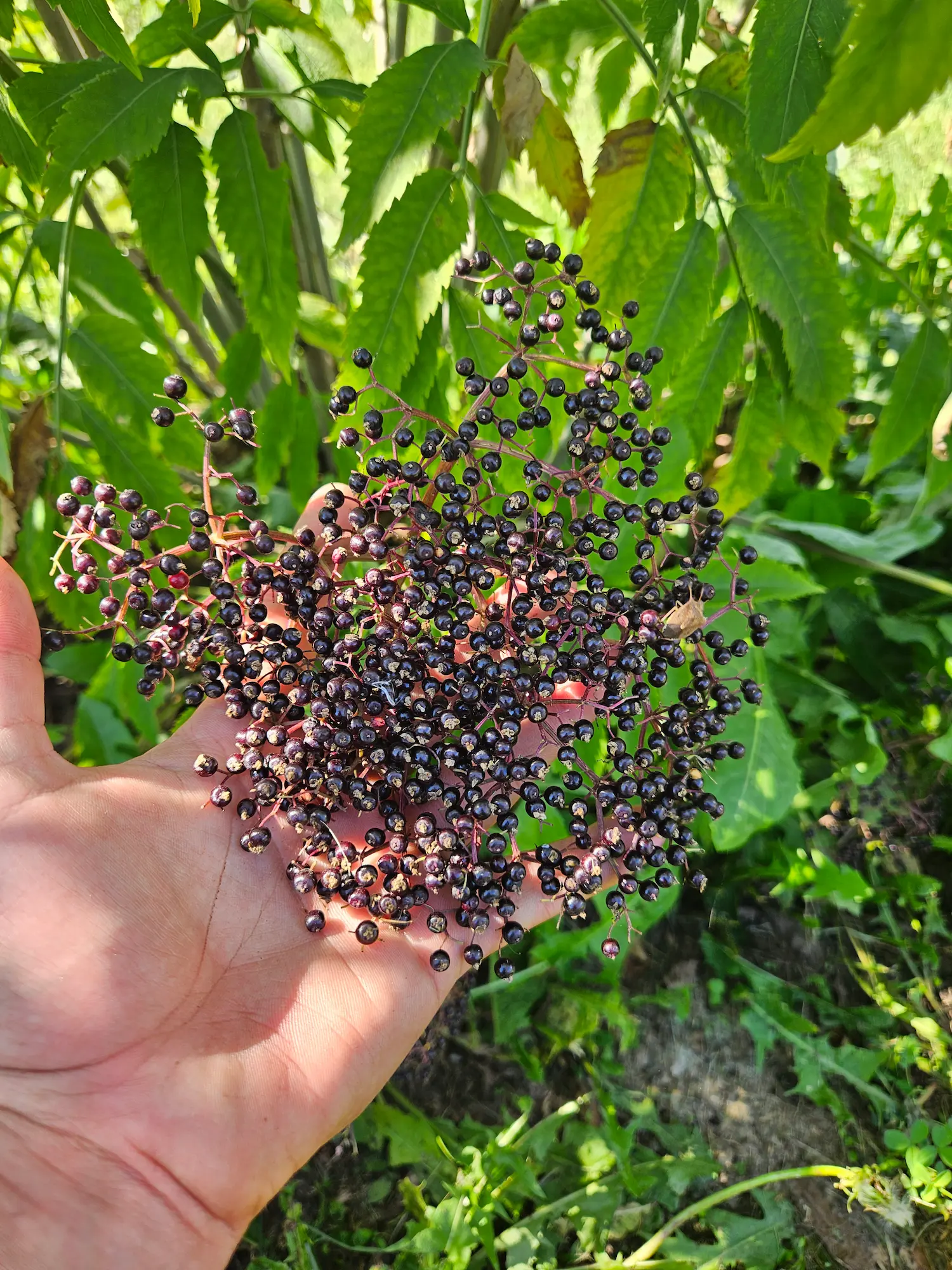 Featured image for “Elderberry, Adams”