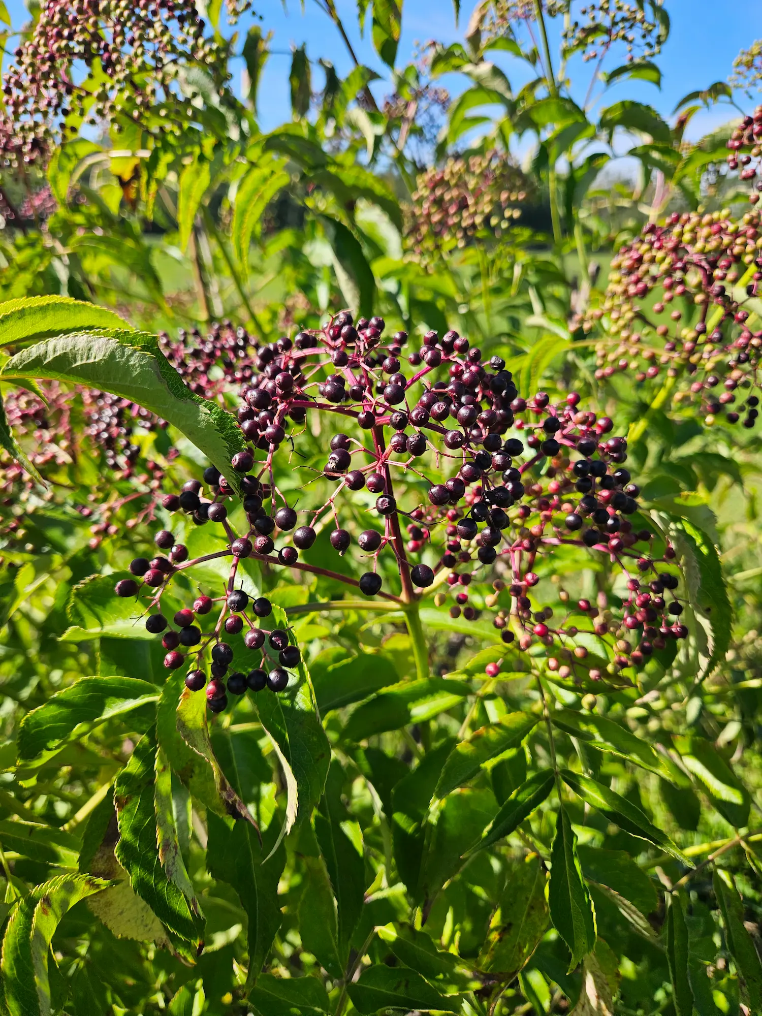 Featured image for “Elderberry, American”