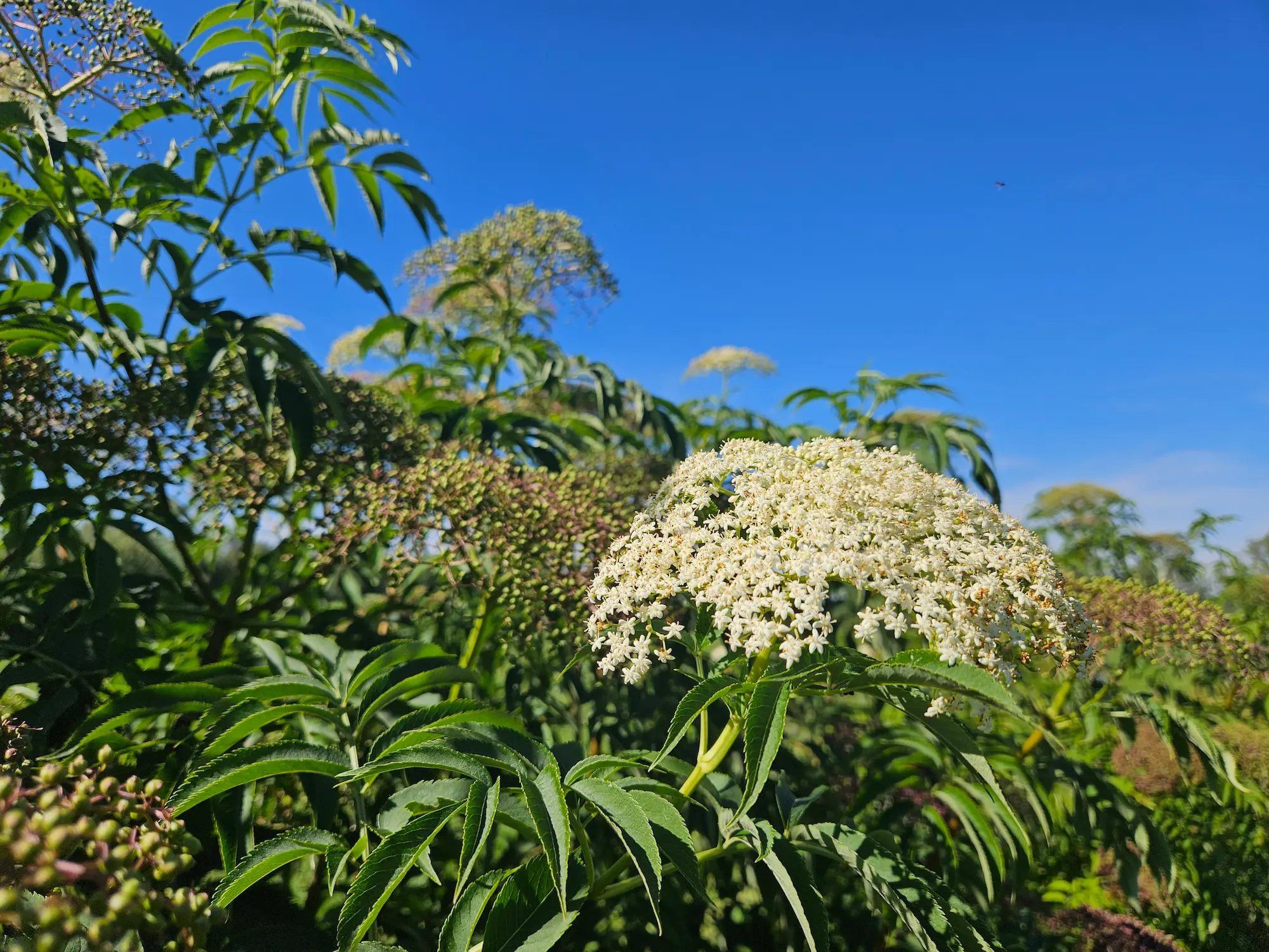 Featured image for “Elderberry, Berry Hill”