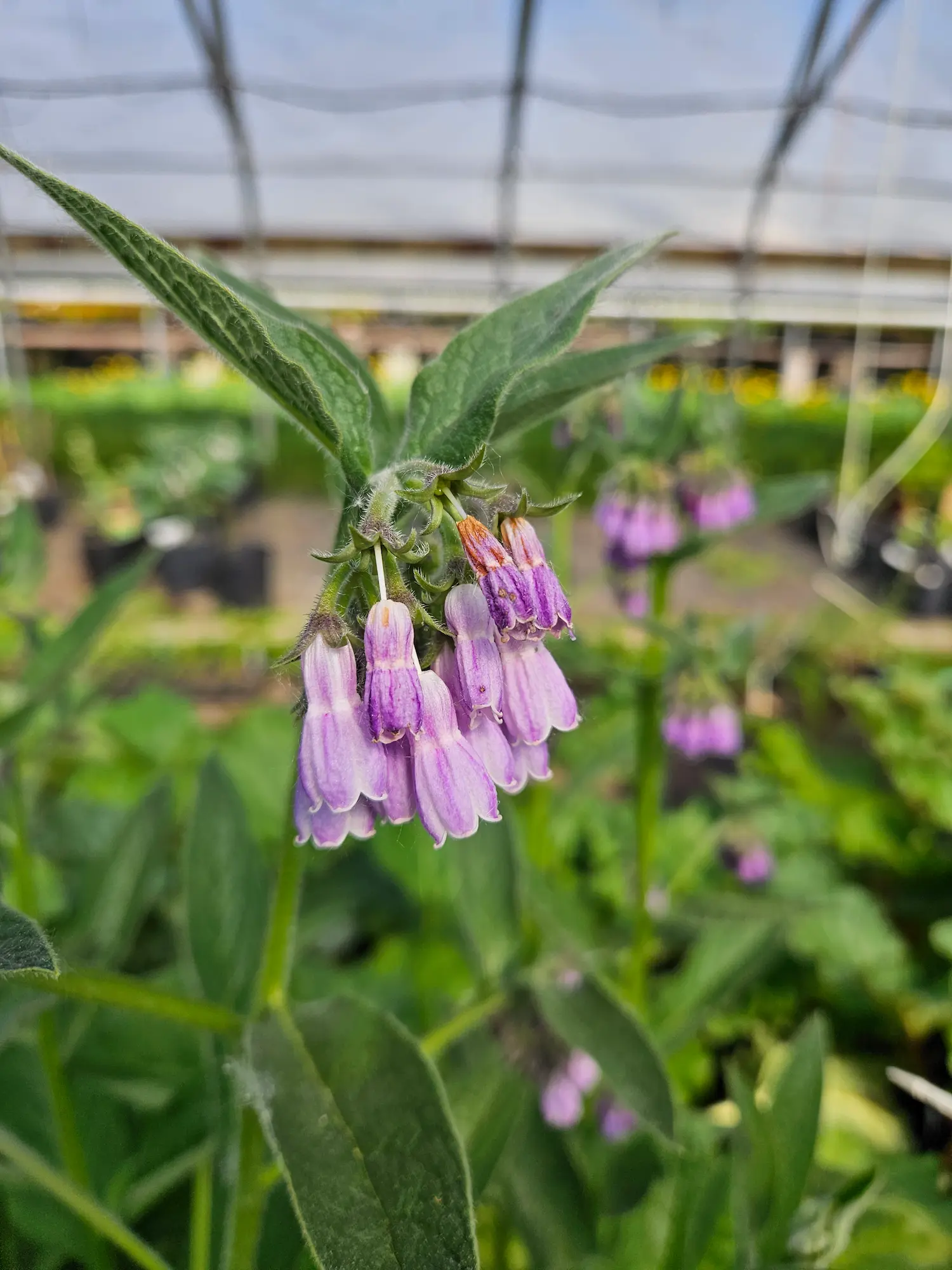 Featured image for “Comfrey”