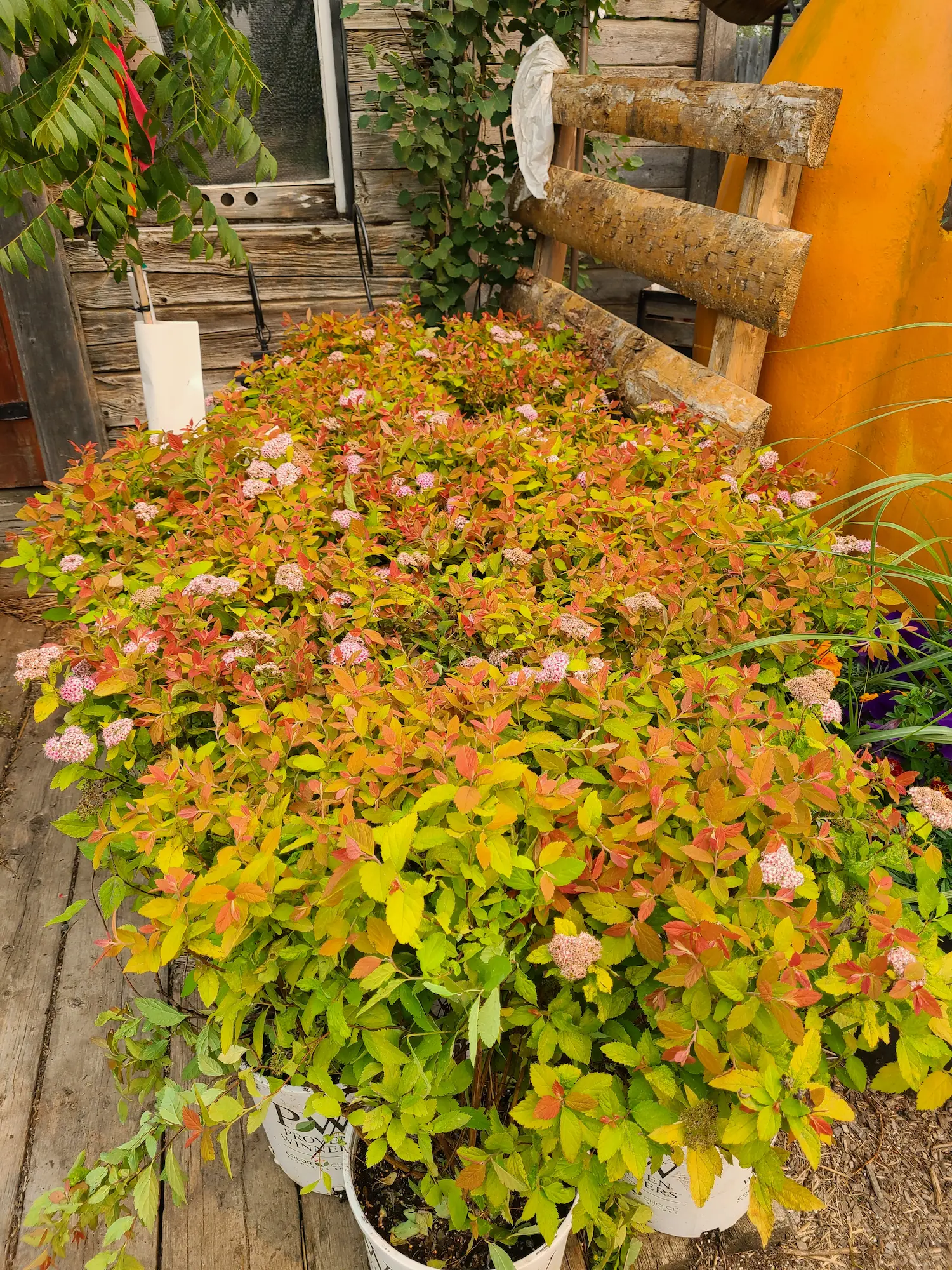 Featured image for “Double Play Gold Spirea”