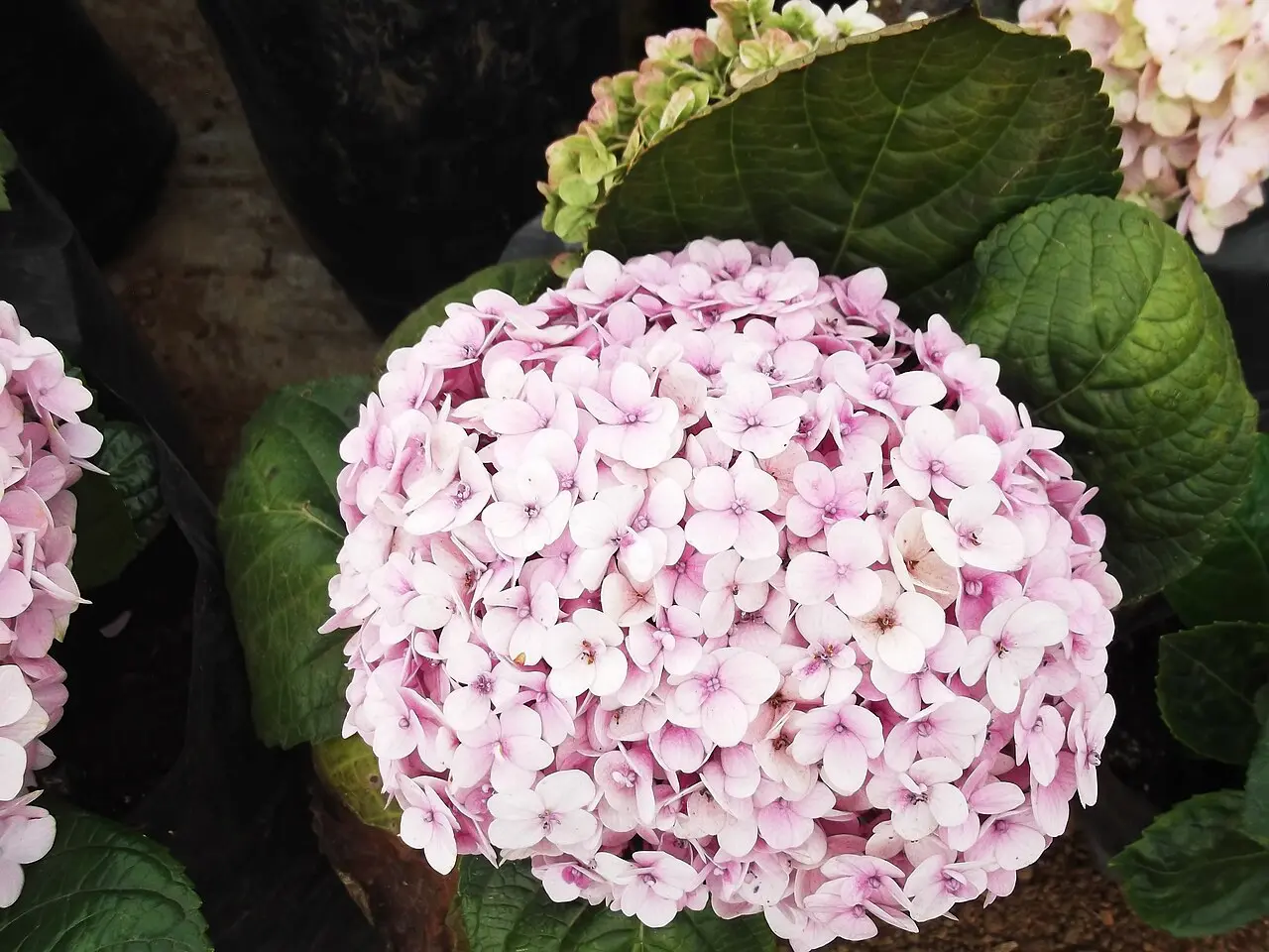 Featured image for “Invincibelle® Spirt II Hydrangea”