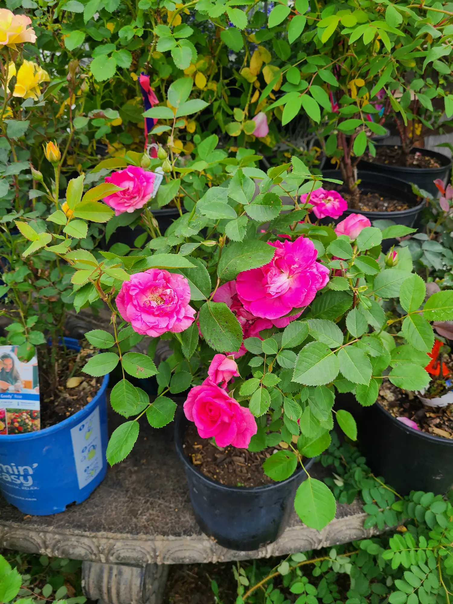 John Cabot Rose - Image 2