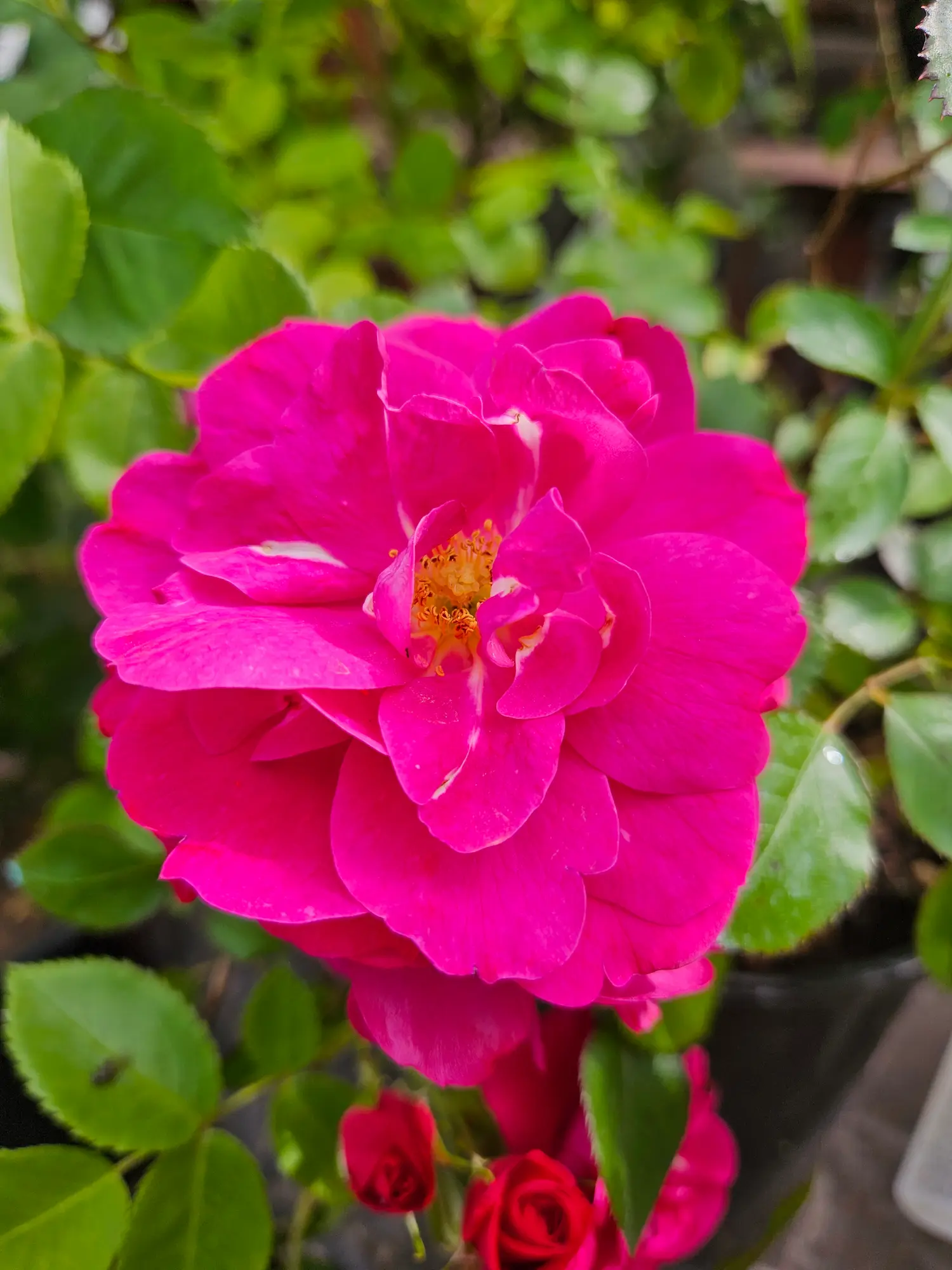 John Cabot Rose