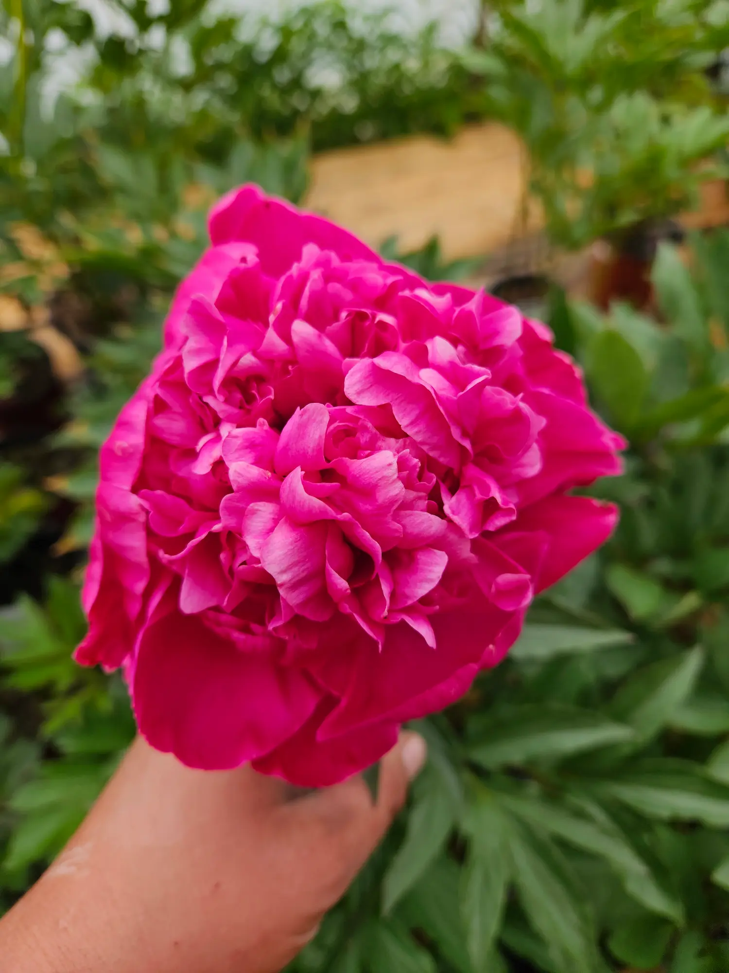 Karl Rosenfield Peony