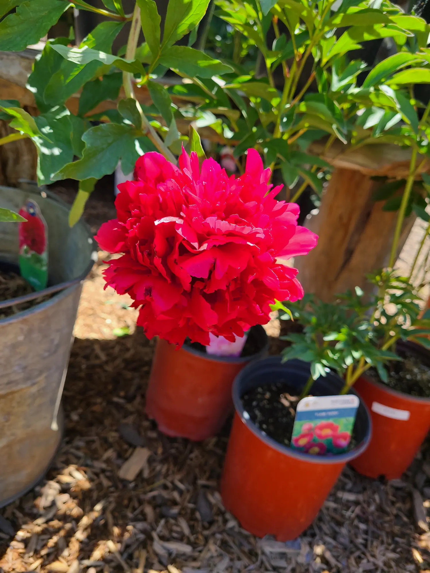 Karl Rosenfield Peony - Image 2