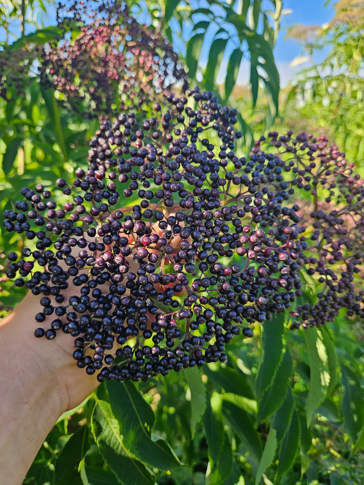 Featured image for “Elderberry, Kent”