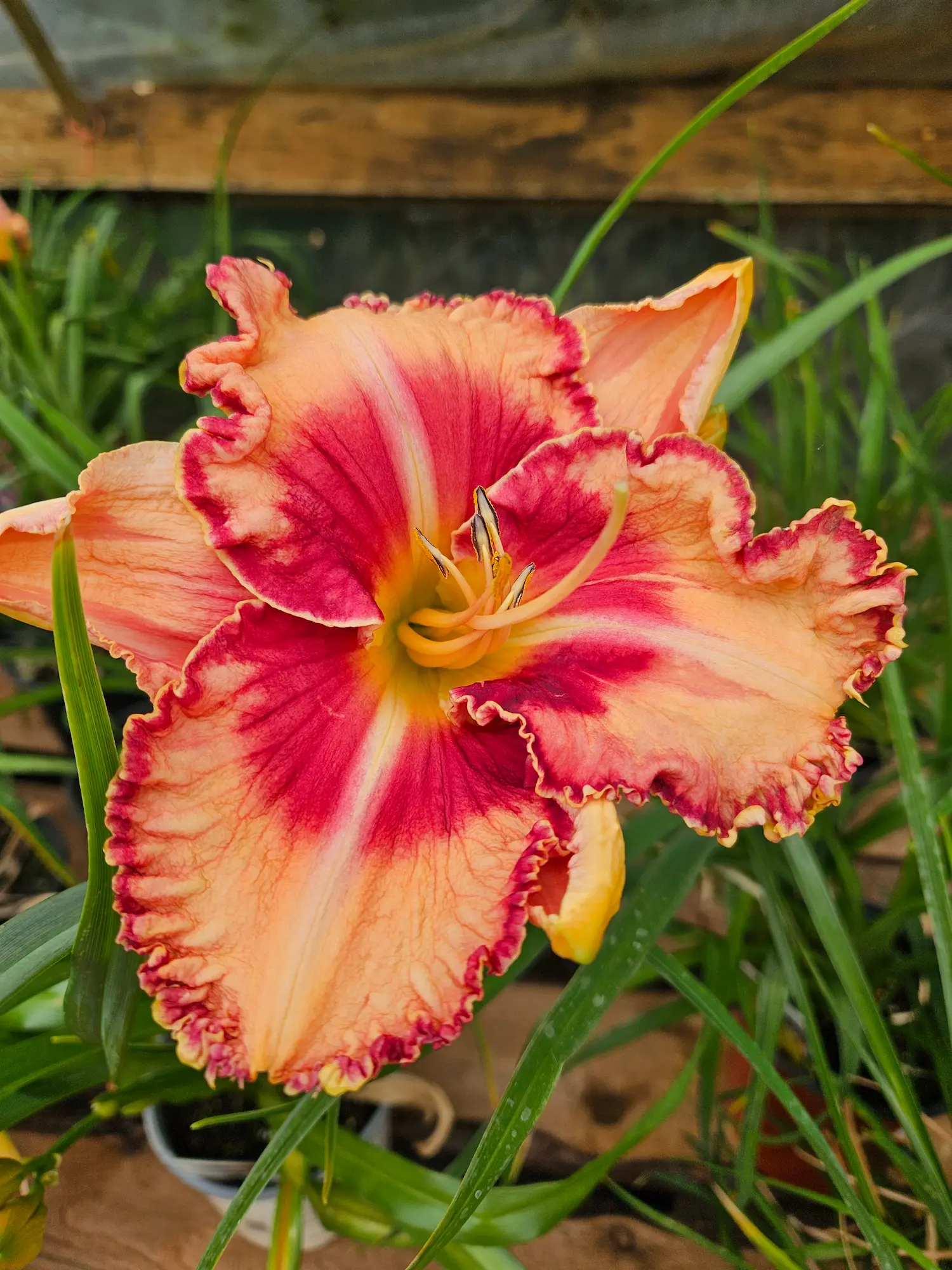 Featured image for “Lake of Fire Daylily”