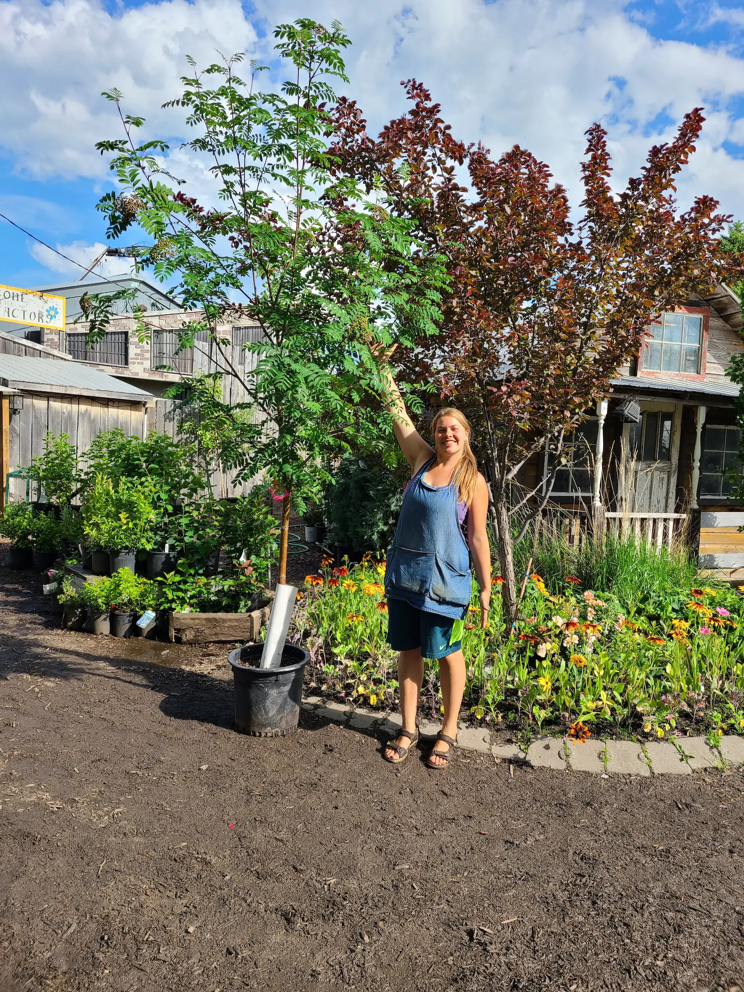 Featured image for “Luxor Pyramidal Mountain Ash”