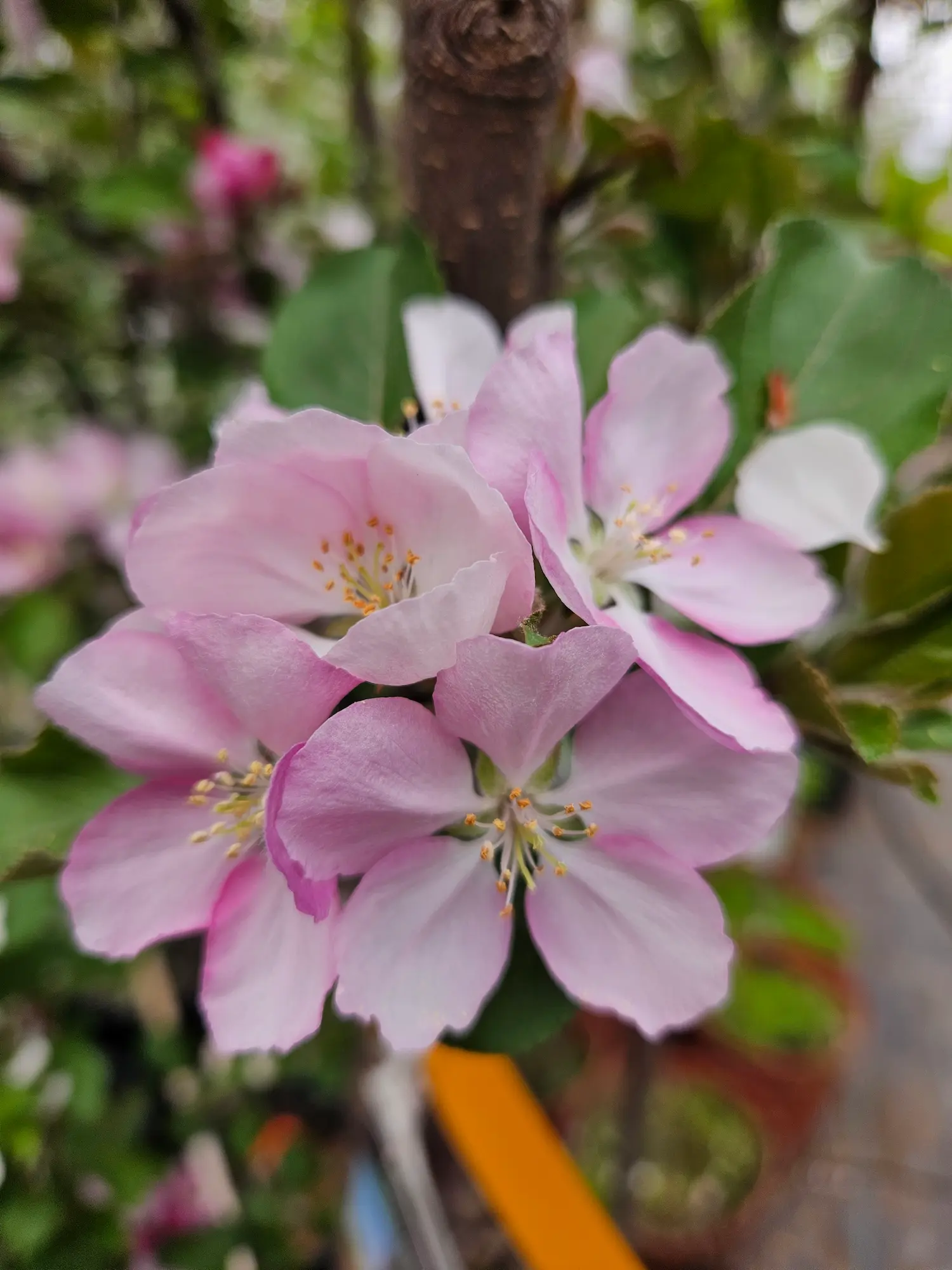 Featured image for “Makamik Flowering Crabapple”