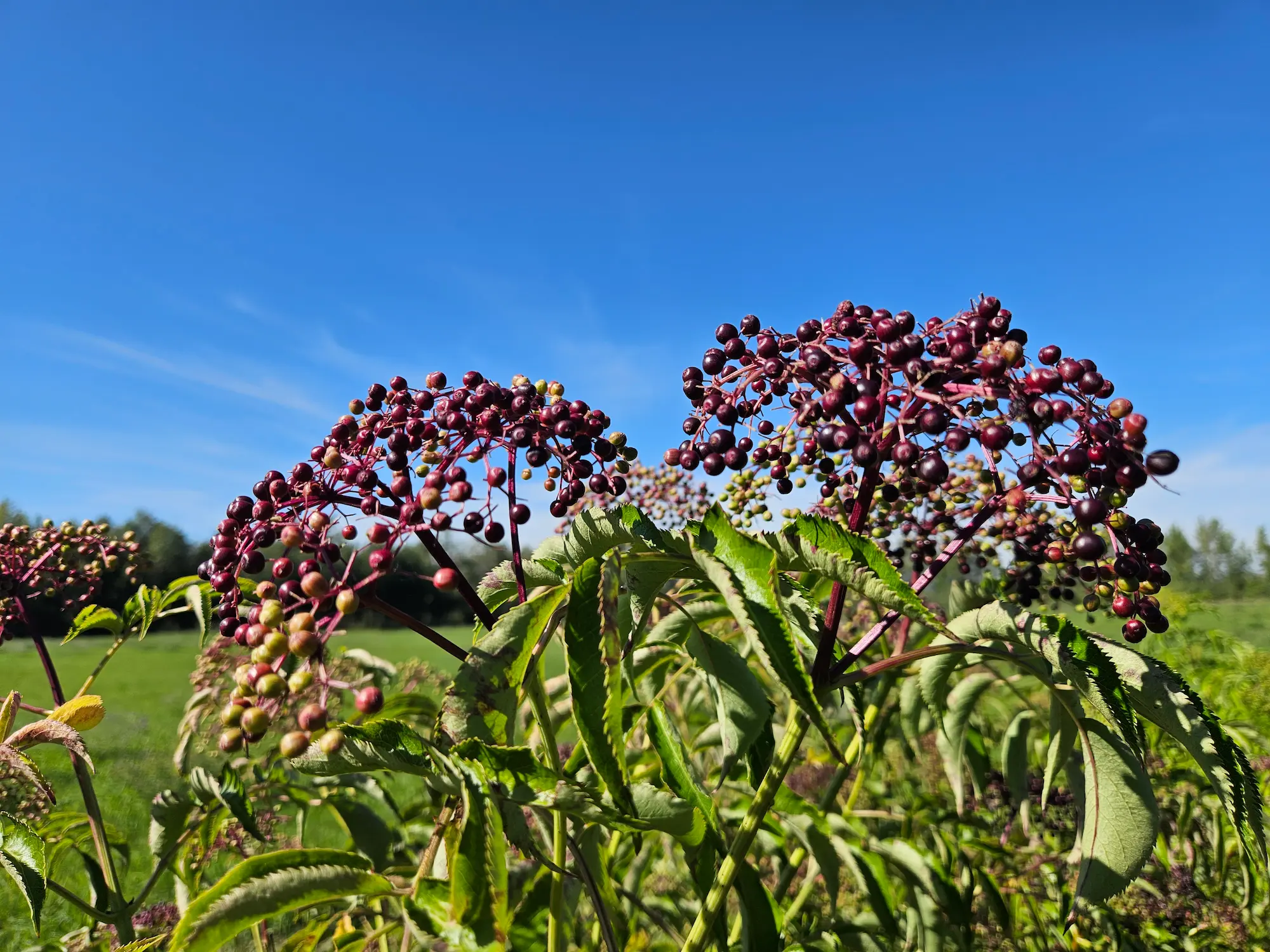 Featured image for “Elderberry, Marge”