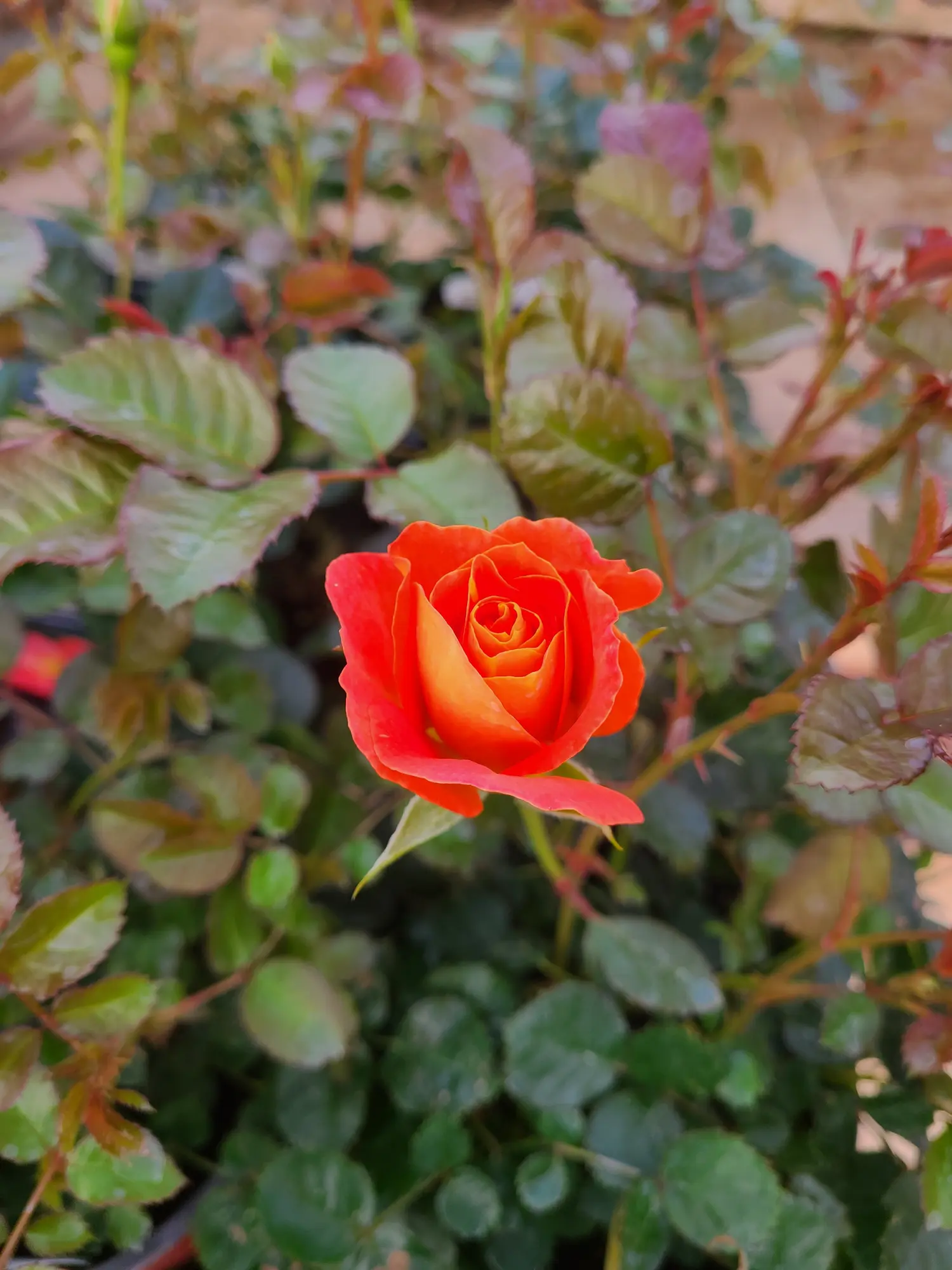 Featured image for “Marmalade Dream Rose”