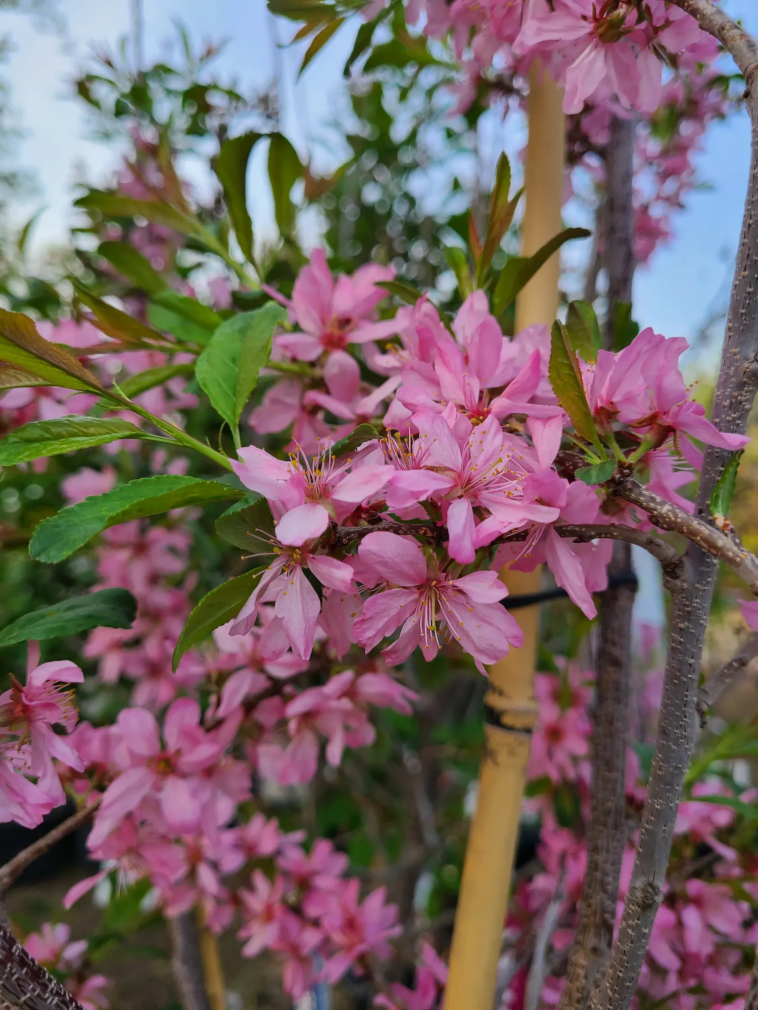 Featured image for “Muckle Plum”