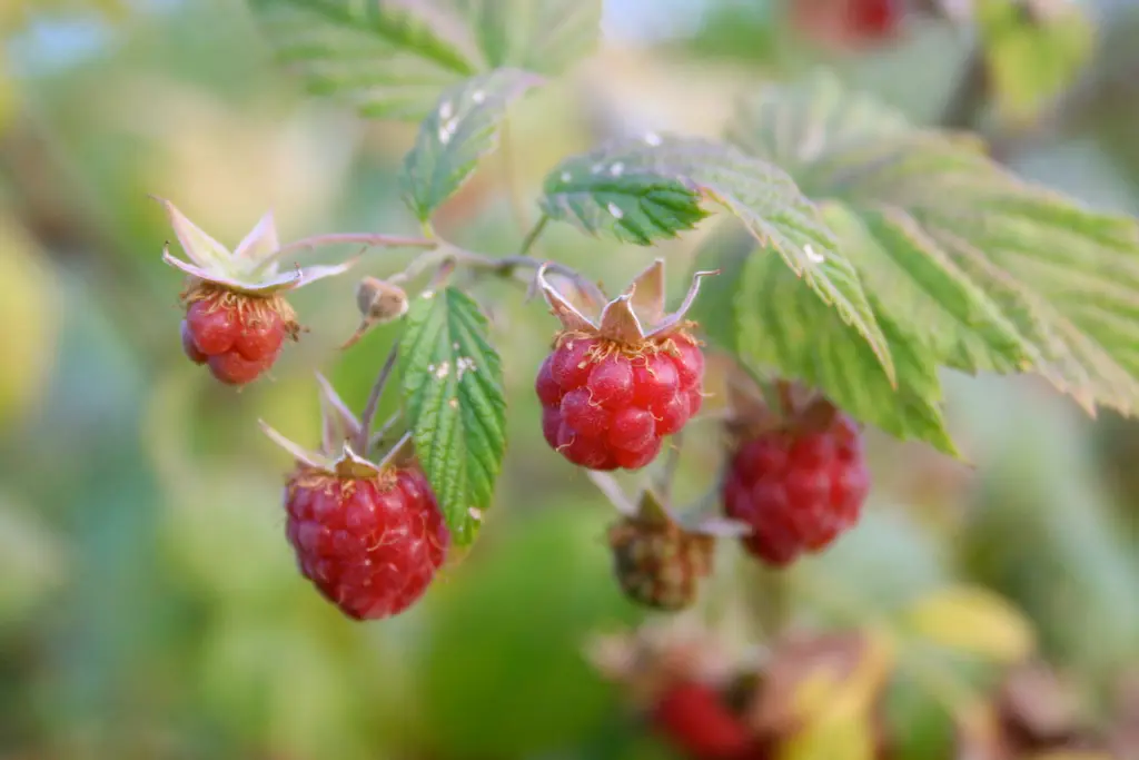 Native Raspberry - Prairie Gardens