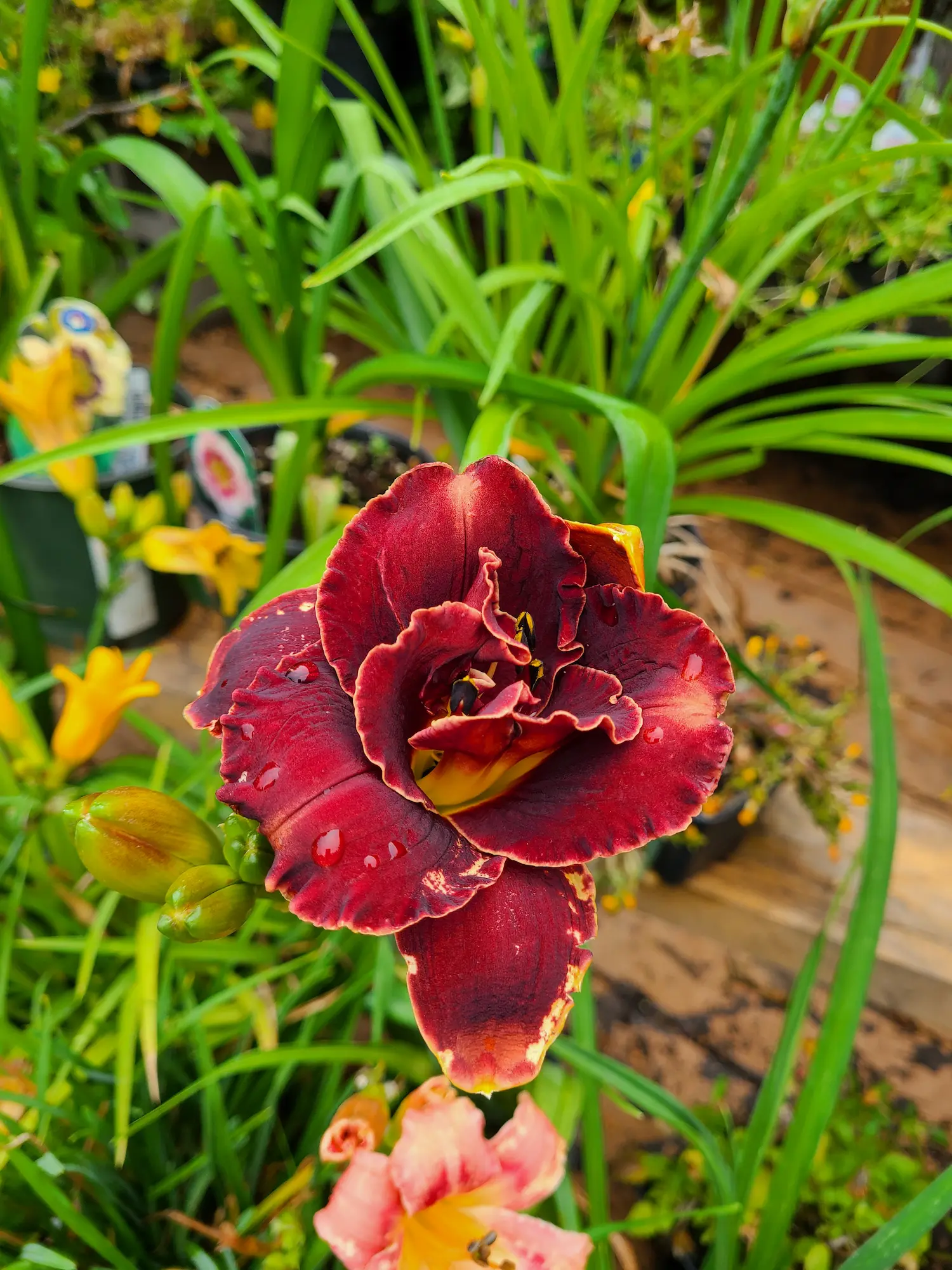Featured image for “Night Embers Daylily”