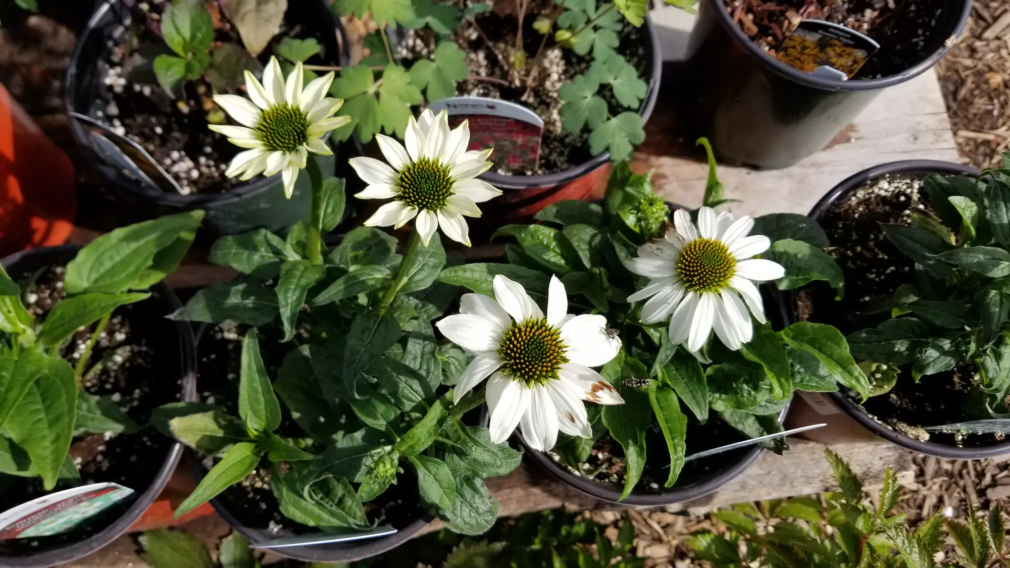 Featured image for “PowWow White Coneflower”