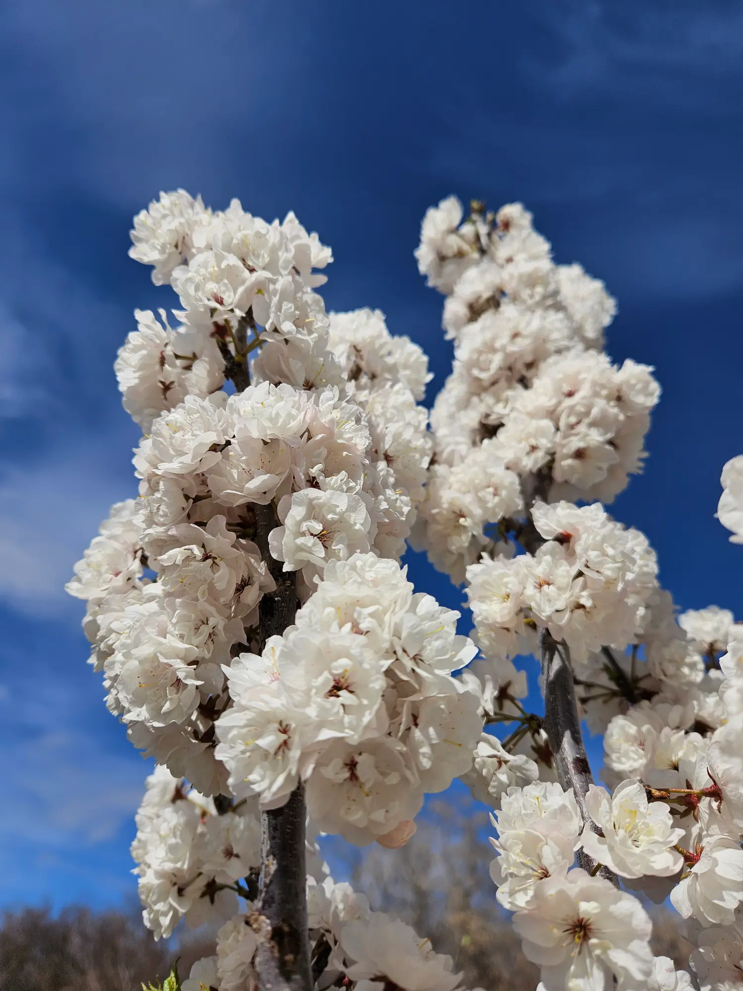 Featured image for “Princess Kay Plum”