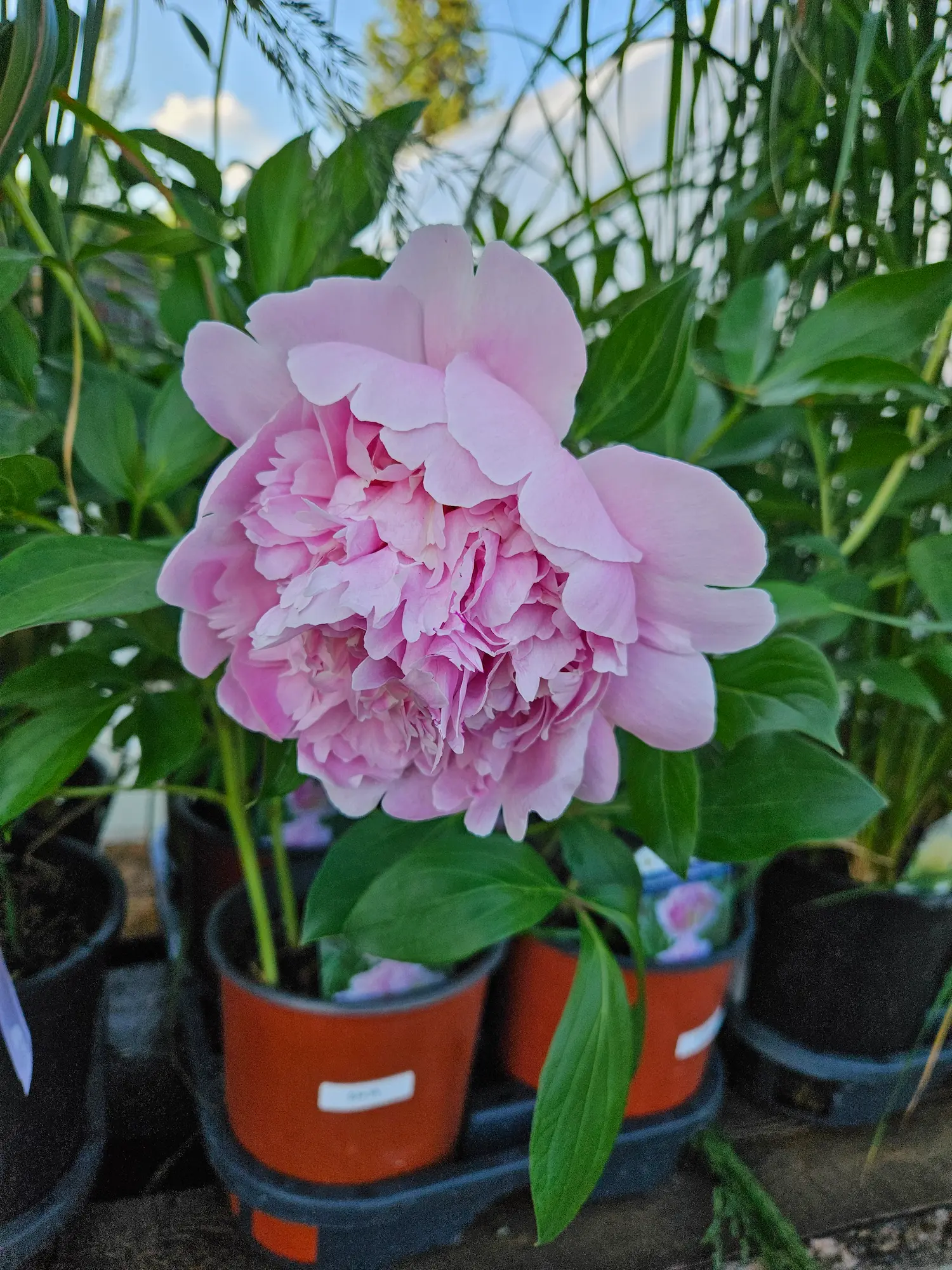 Raspberry Sundae Peony