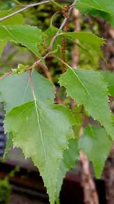 Featured image for “River Birch”