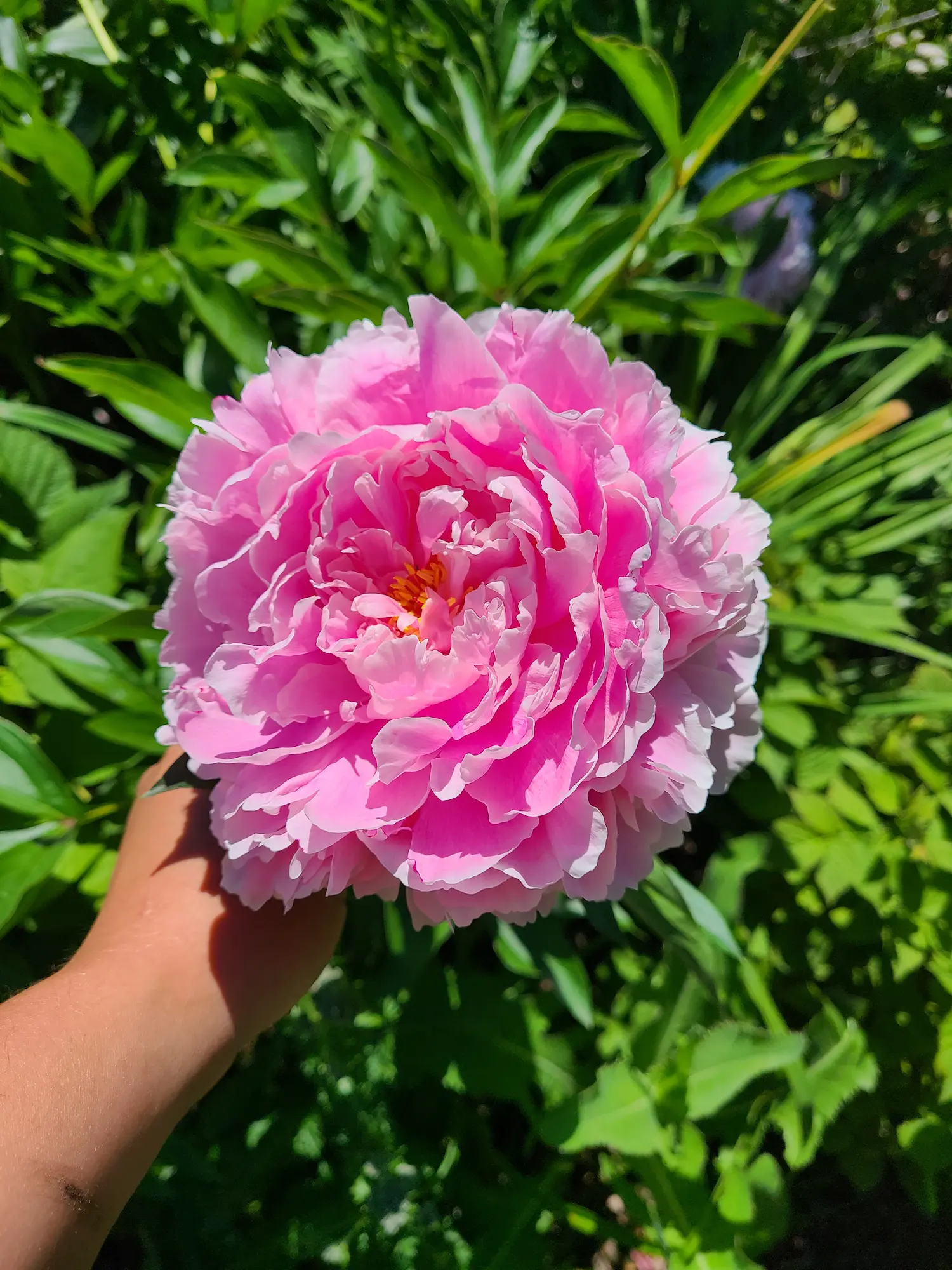 Sarah Bernhardt Peony - Image 2