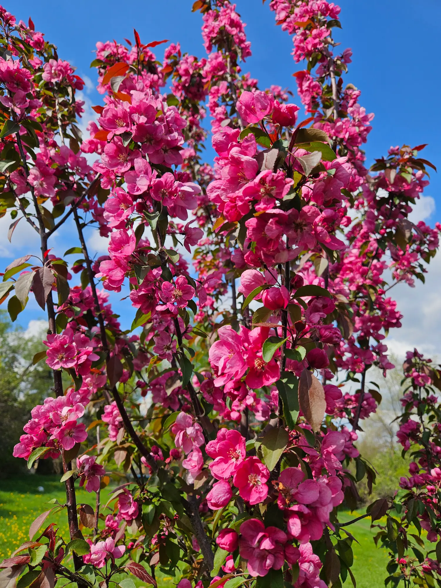 Featured image for “Ornamental Trees”