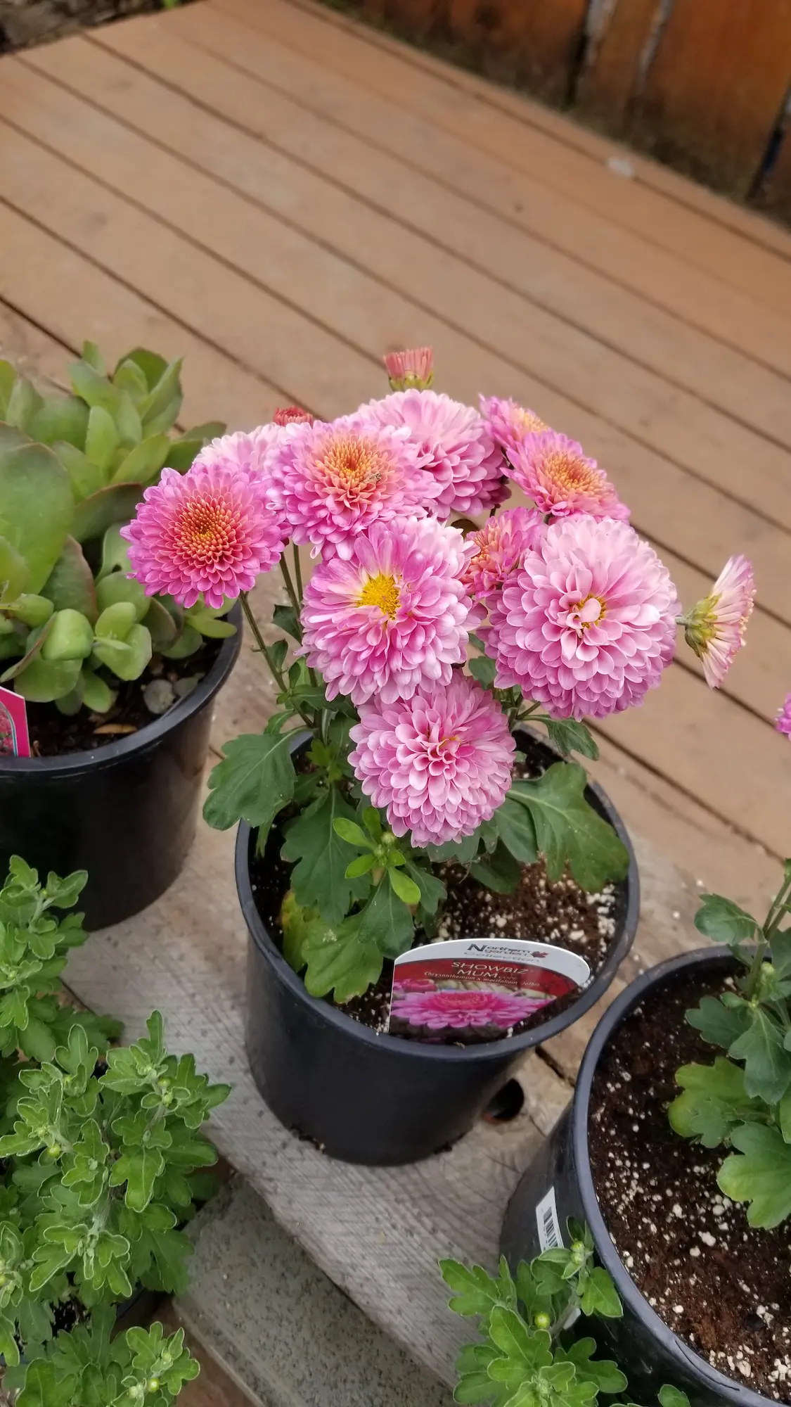 Featured image for “Showbiz Chrysanthemum”