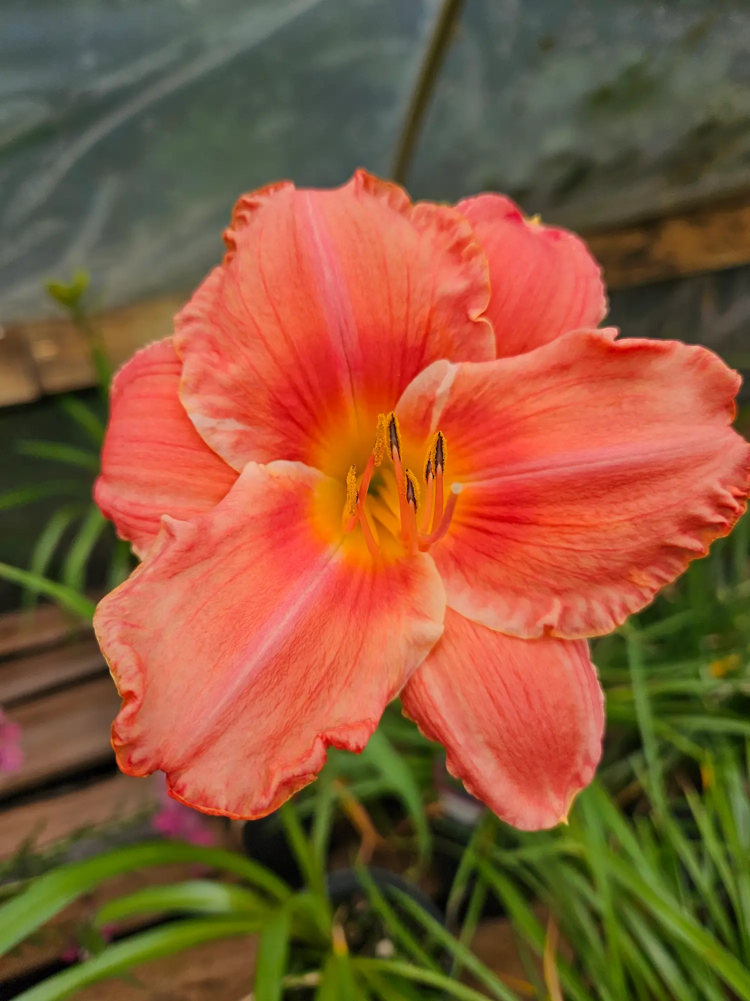 Featured image for “South Seas Daylily”