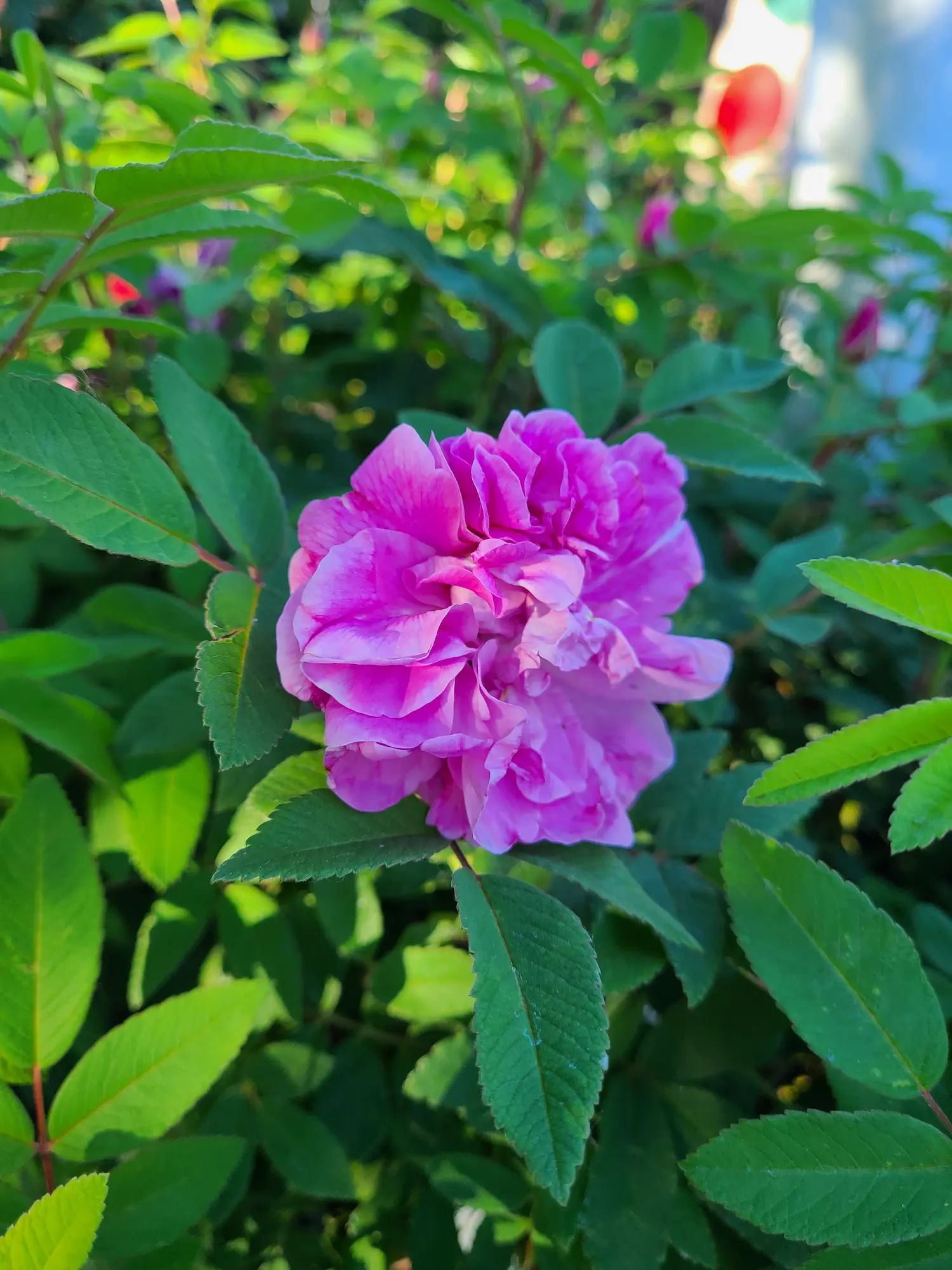 Therese Bugnet Rose