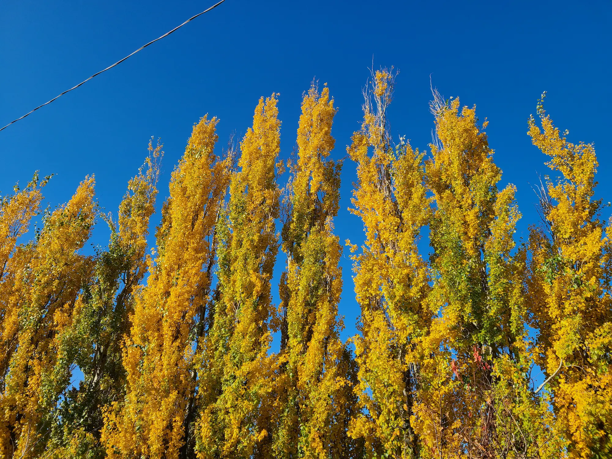 Featured image for “Tower Poplar”