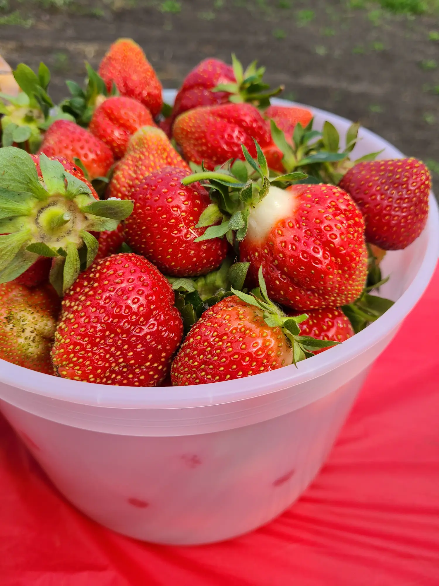 Featured image for “Strawberry AC Valley Sunset”