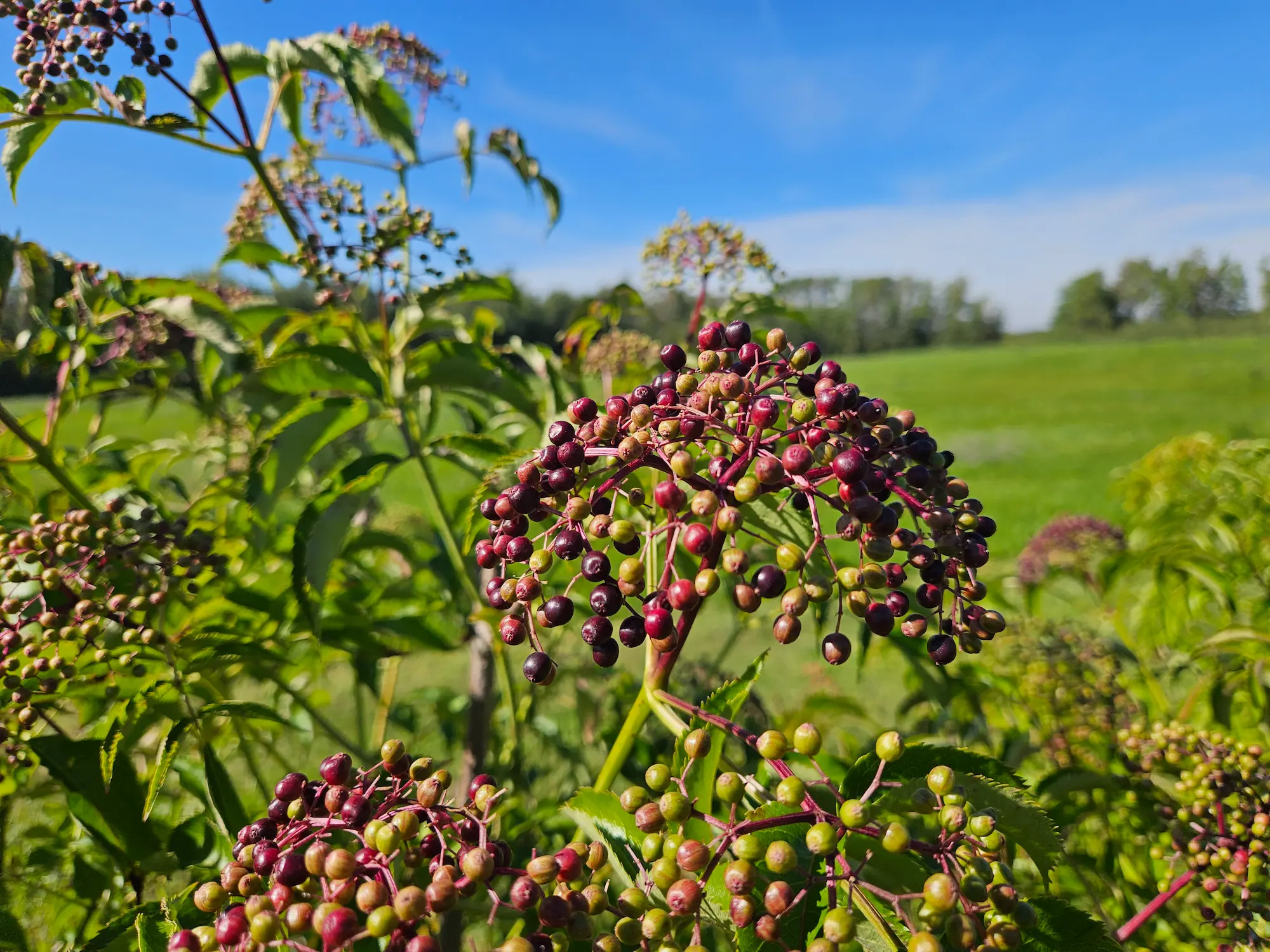 Featured image for “Elderberry, York”