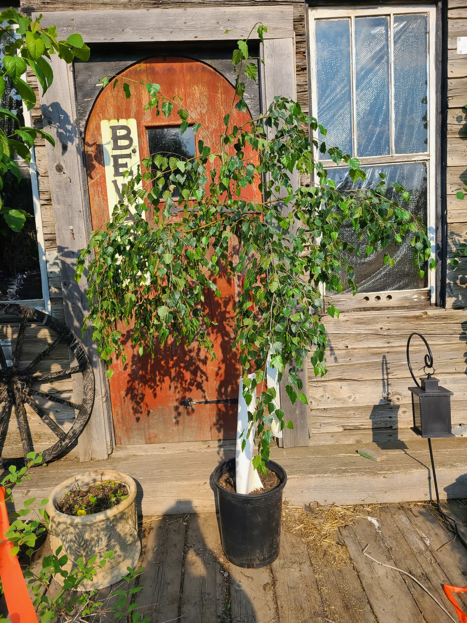 Featured image for “Young’s Weeping Birch”