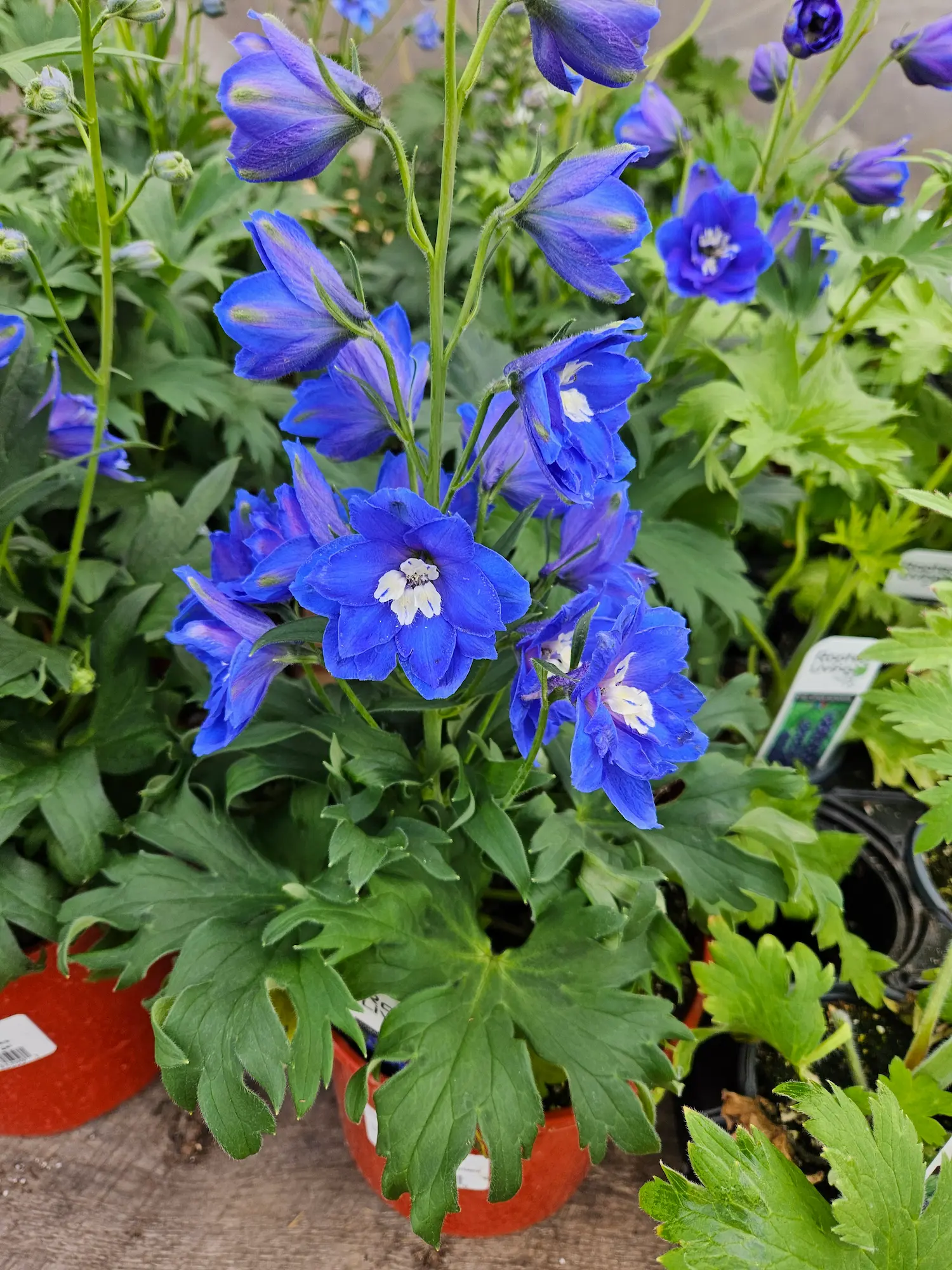 Featured image for “Cobalt Dreams Delphinium”