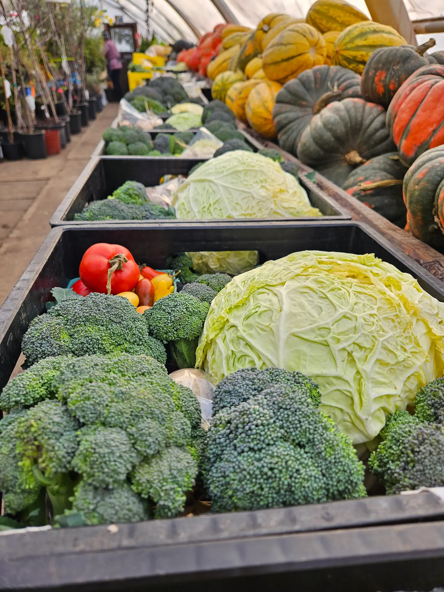 Featured image for “Try Me! 1 Month CSA”