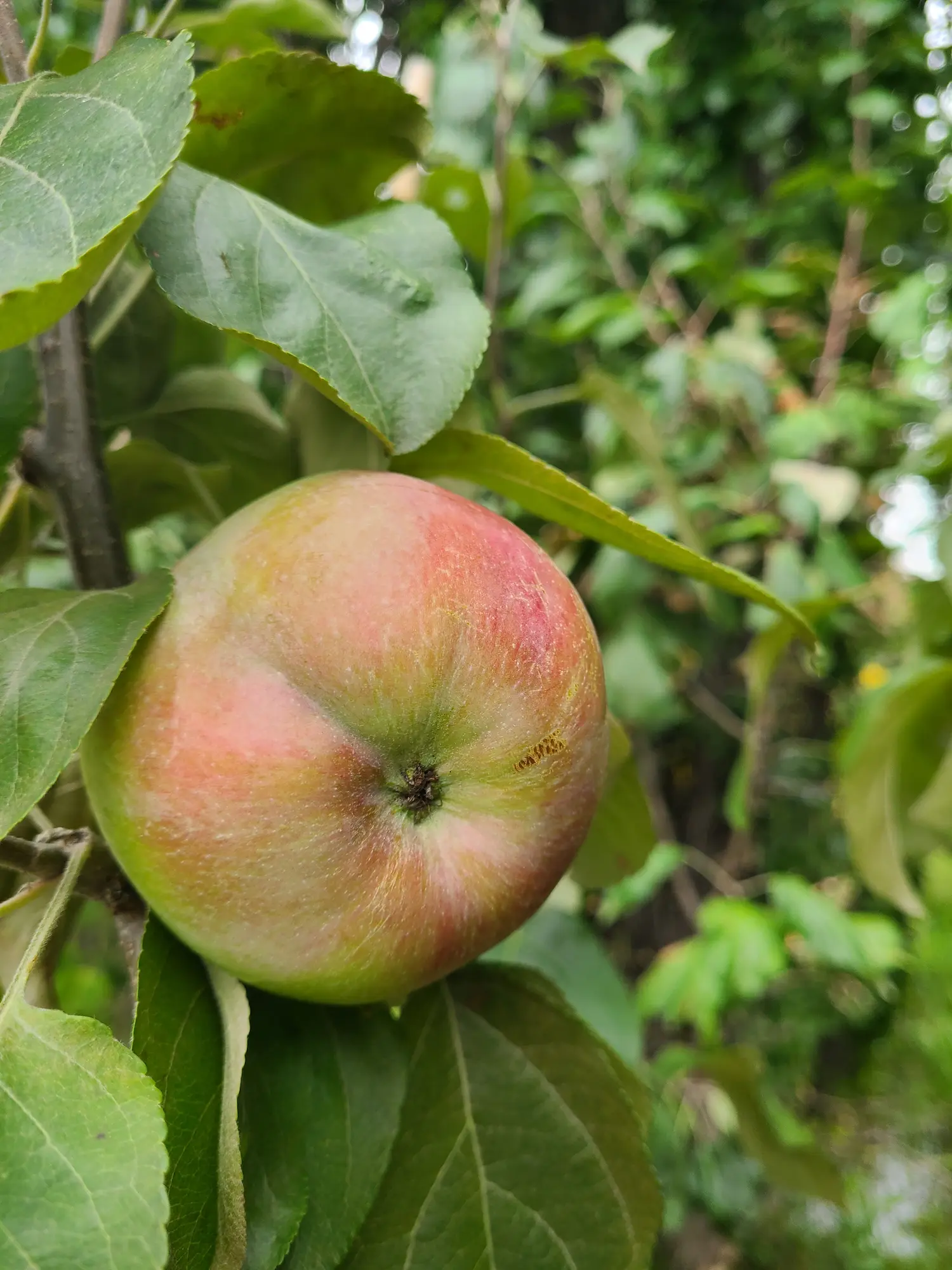 Featured image for “Fall Red Apple”