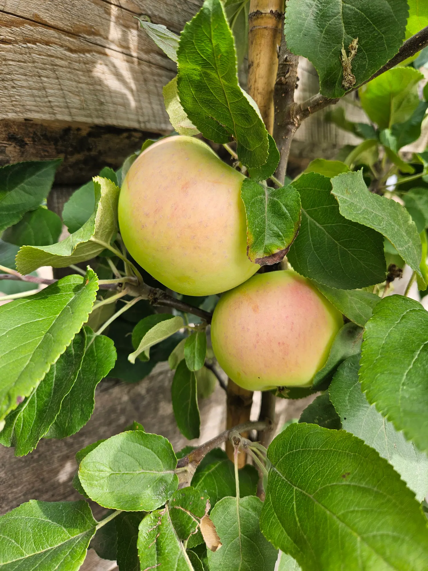 Featured image for “Combination Apple: Type 3”