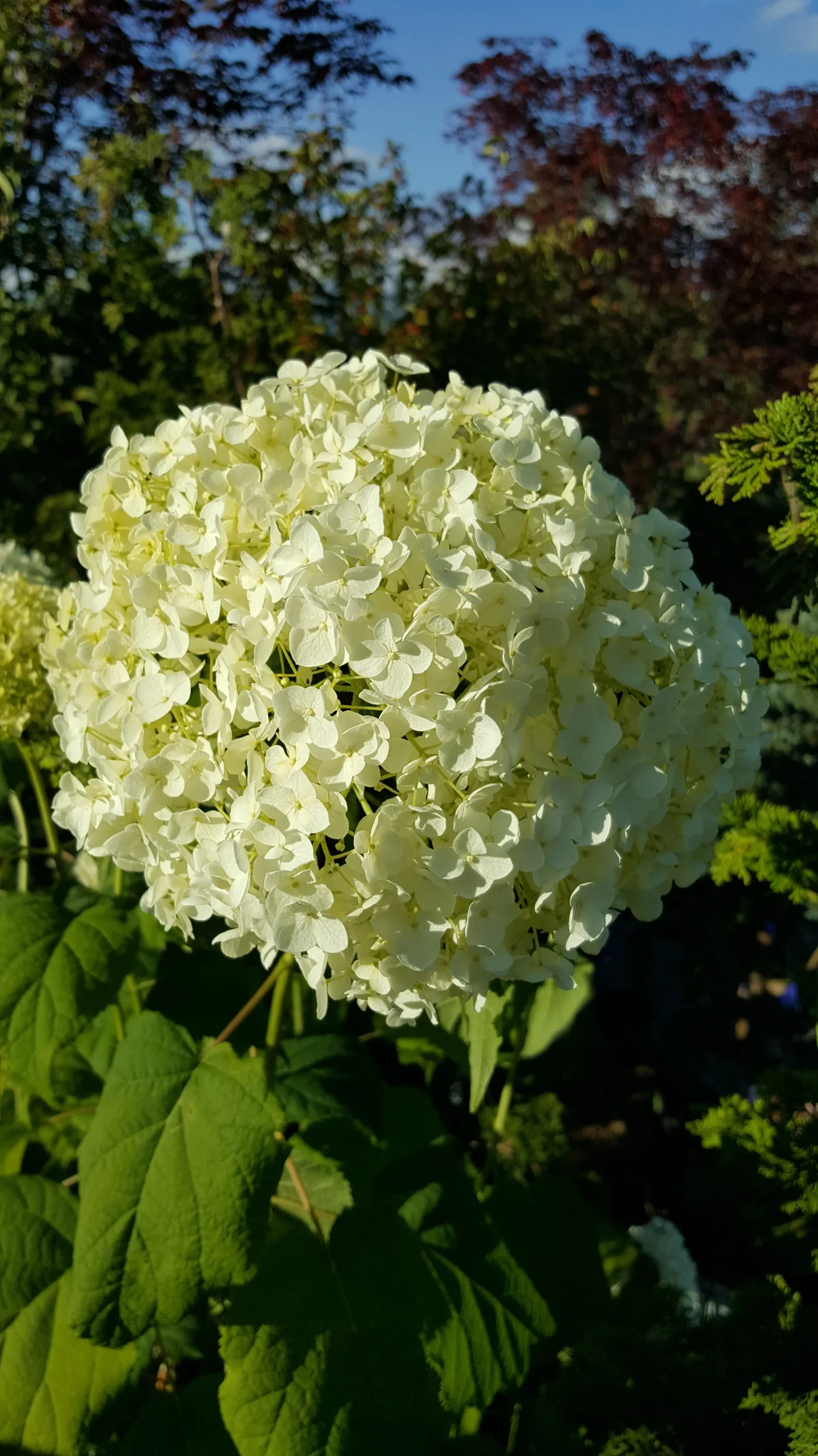 Featured image for “Incrediball® Hydrangea”