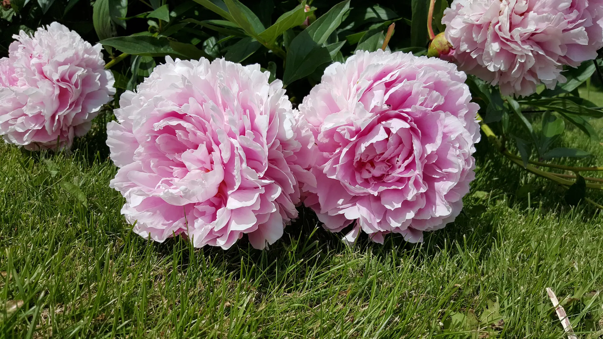 Sarah Bernhardt Peony - Image 3