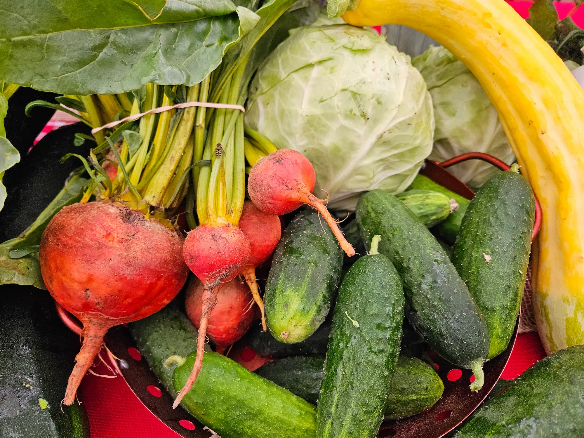 Featured image for “CSA All Year July 2026-March 2027”