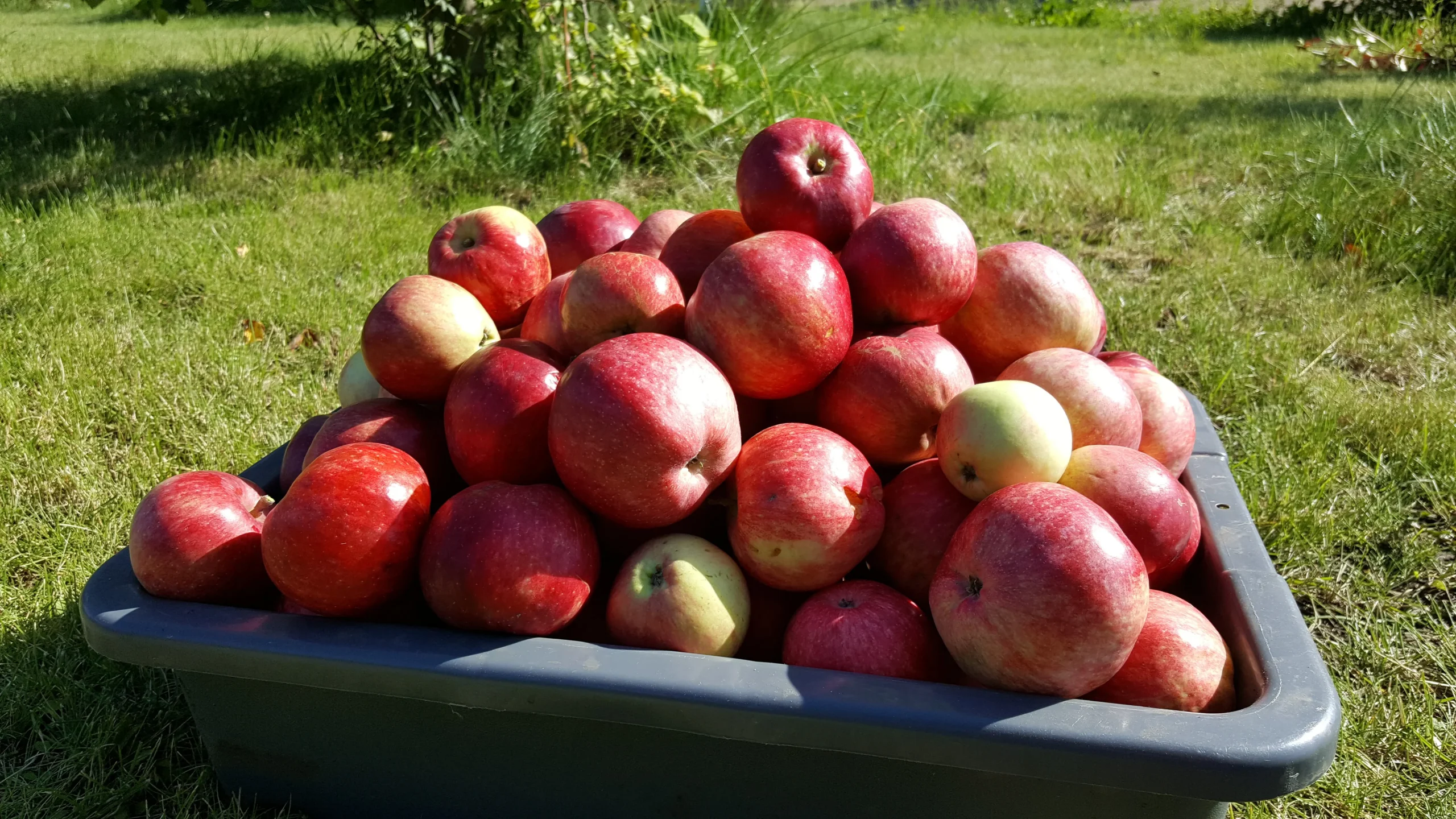 Featured image for “September Ruby Apple”