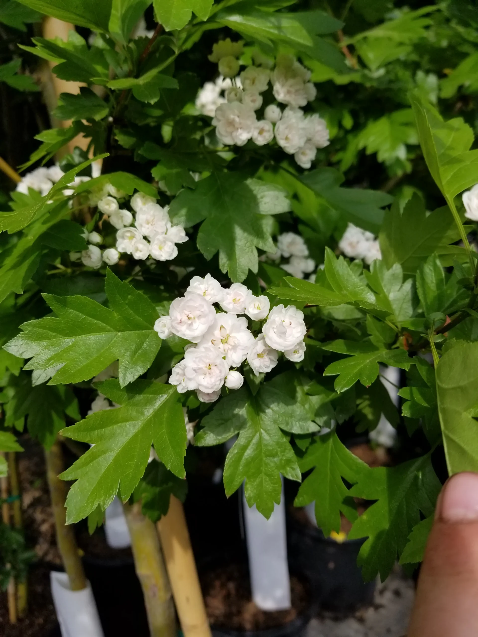 Featured image for “Snowbird Hawthorn”