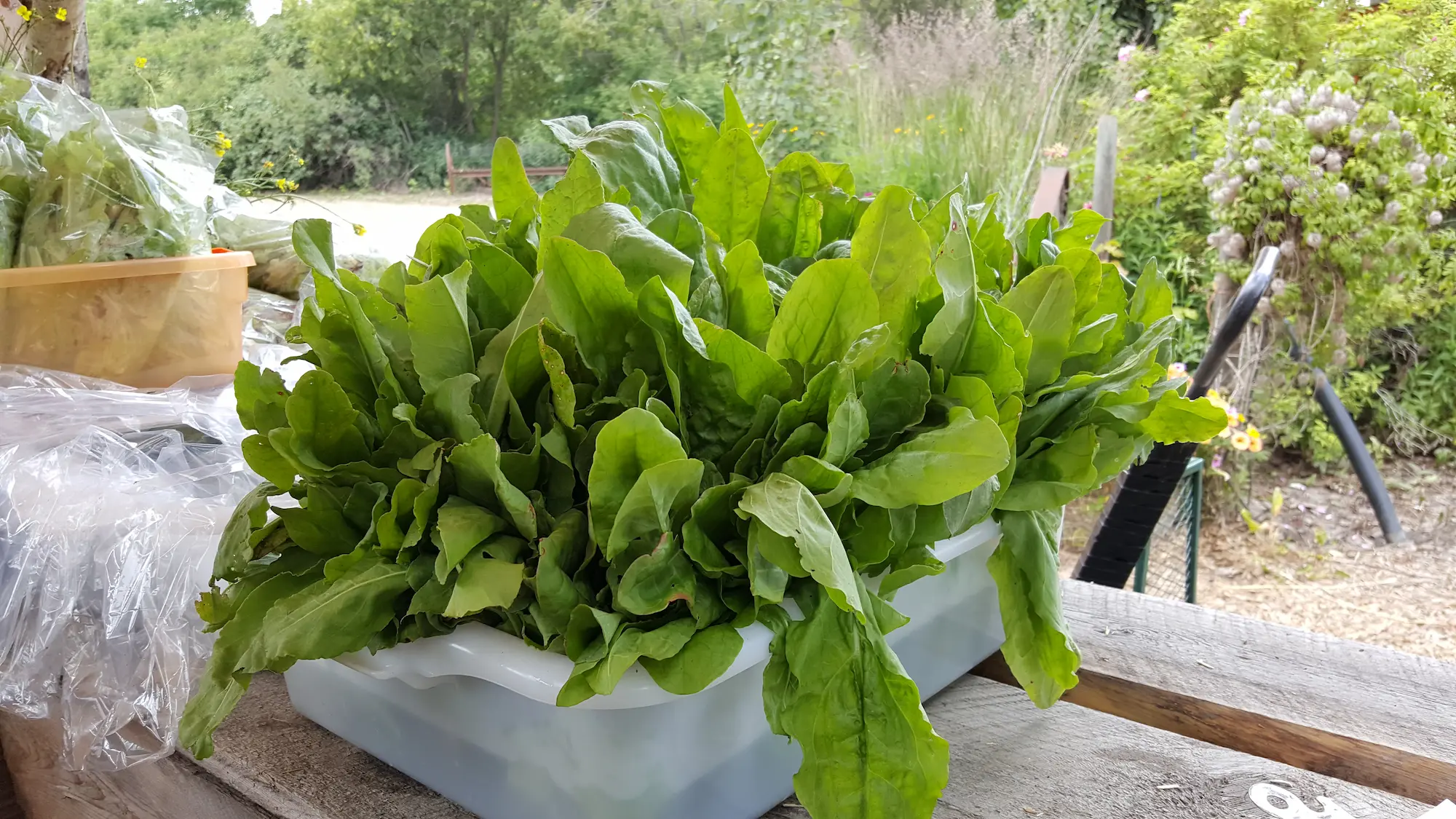 Featured image for “French Garden Sorrel”