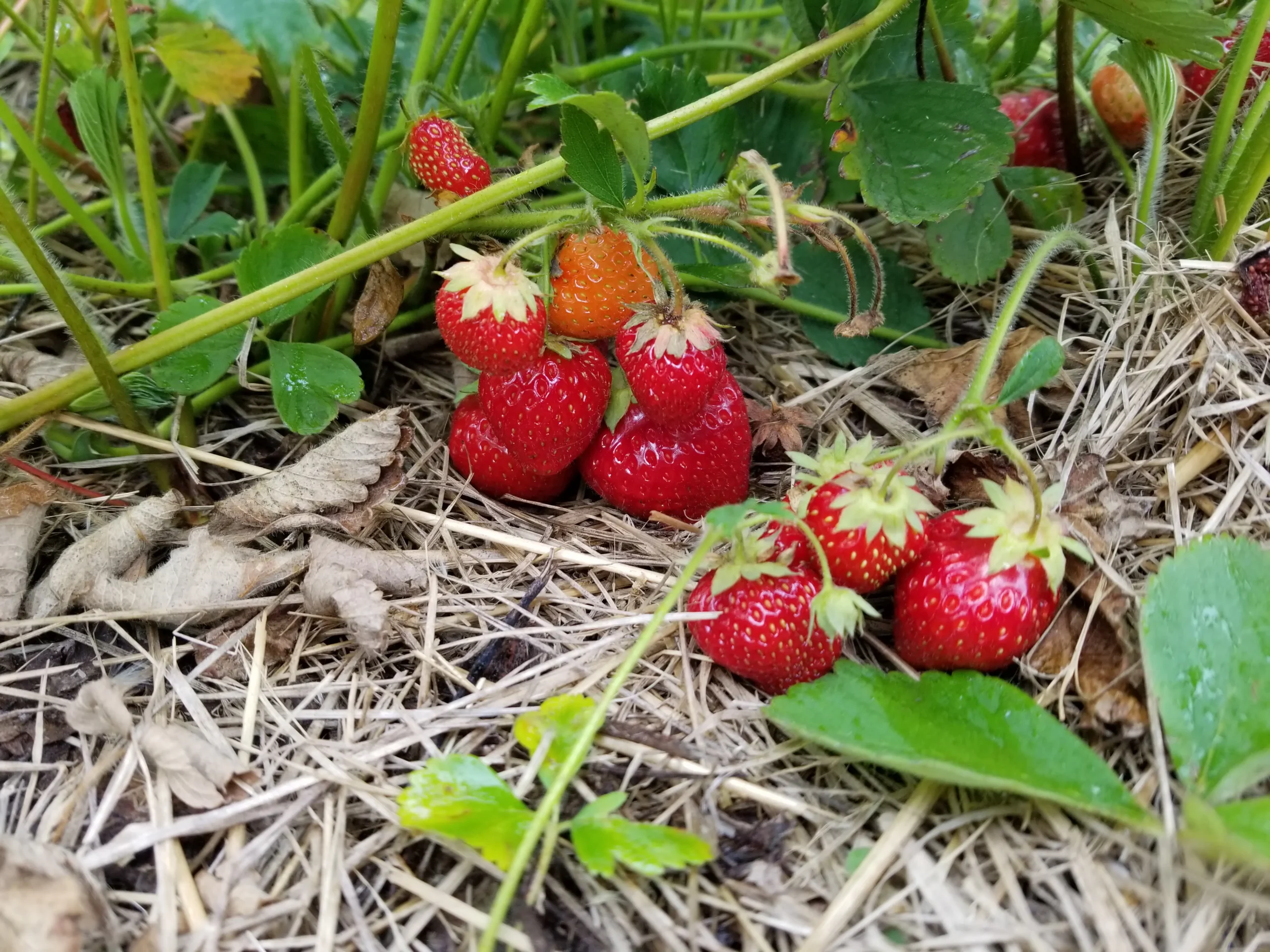 Featured image for “Strawberry Fort Laramie (Everbearing)”